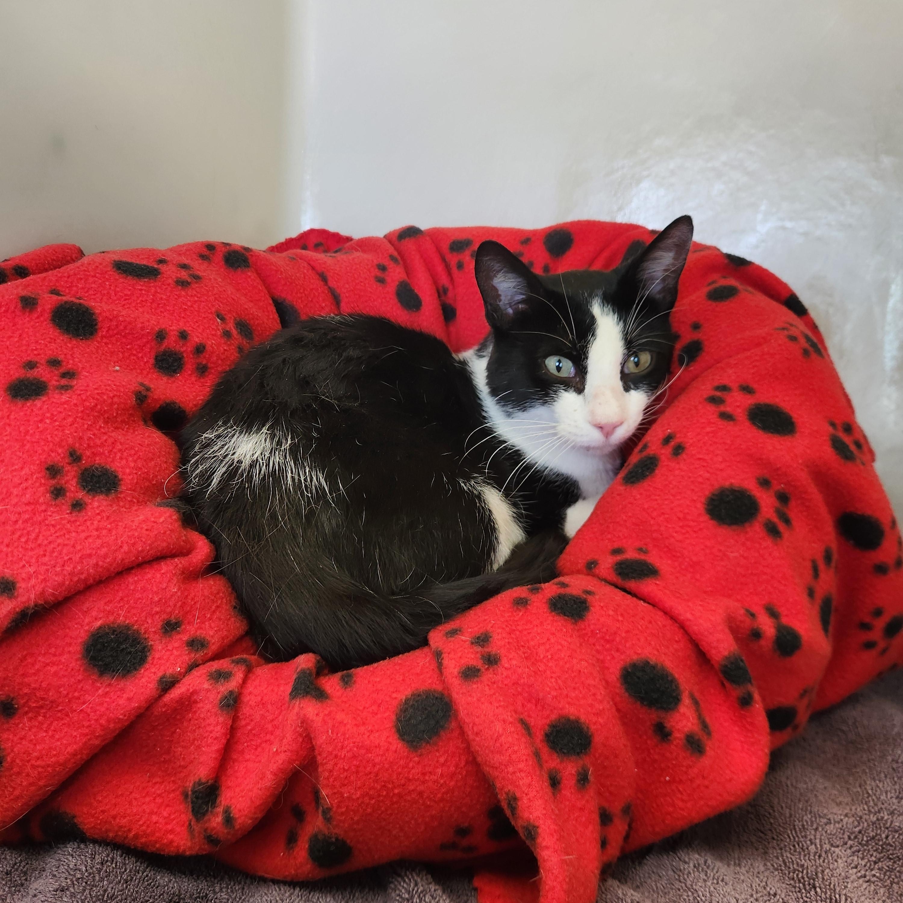 Enlarge Papoose, an adoptable Domestic Short Hair in Buena Vista, CO image 1/3