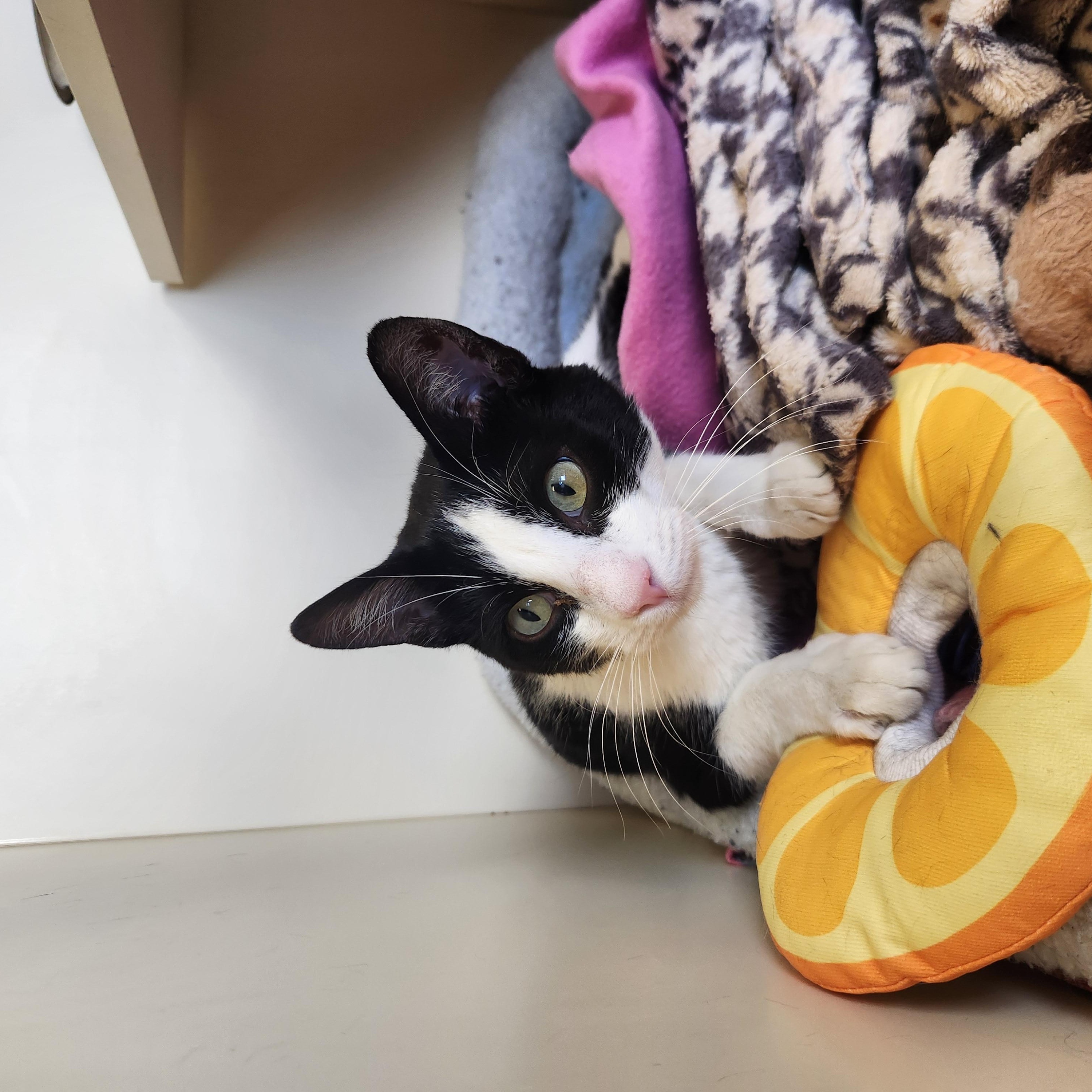Enlarge Papoose, an adoptable Domestic Short Hair in Buena Vista, CO image 2/3