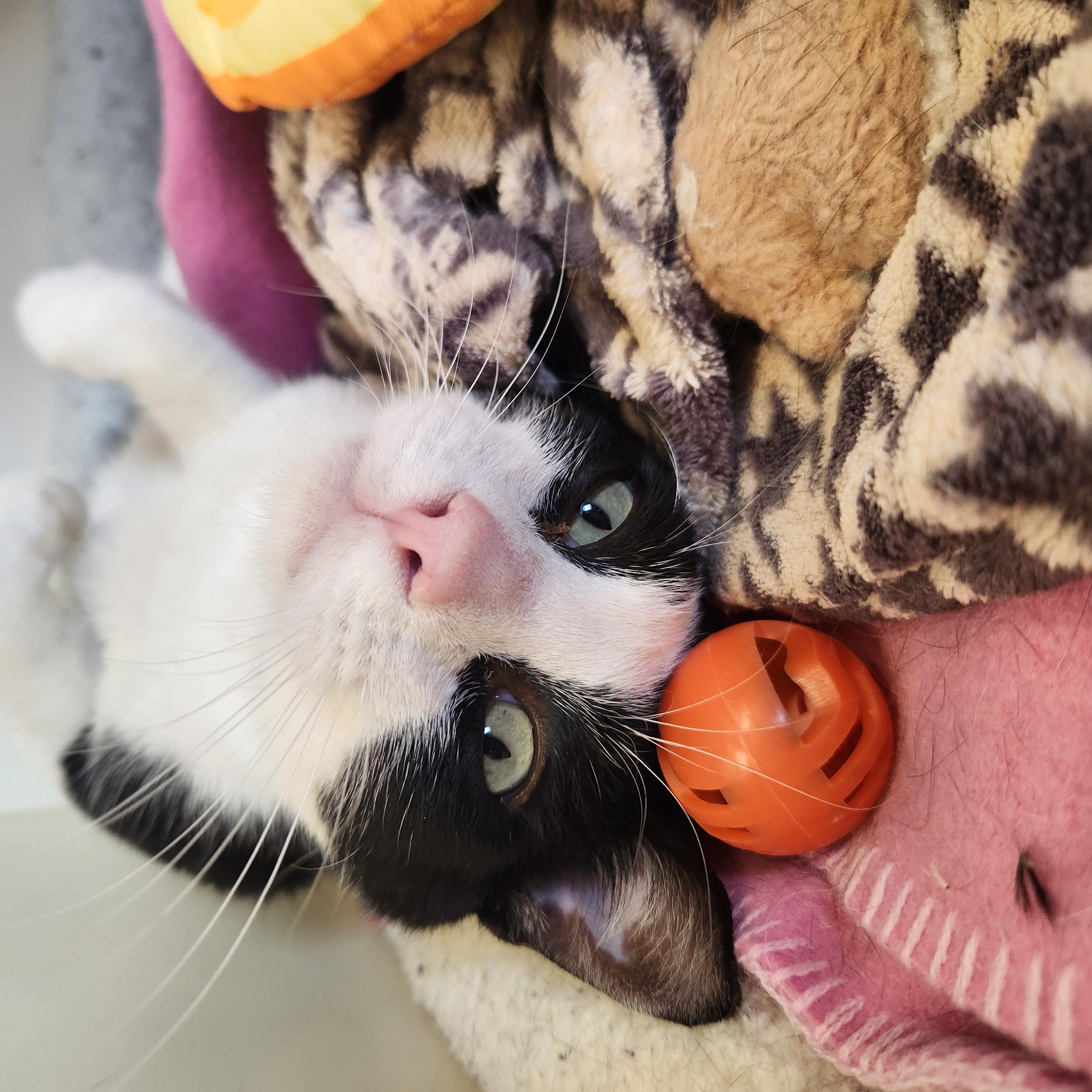 Enlarge Papoose, an adoptable Domestic Short Hair in Buena Vista, CO image 3/3