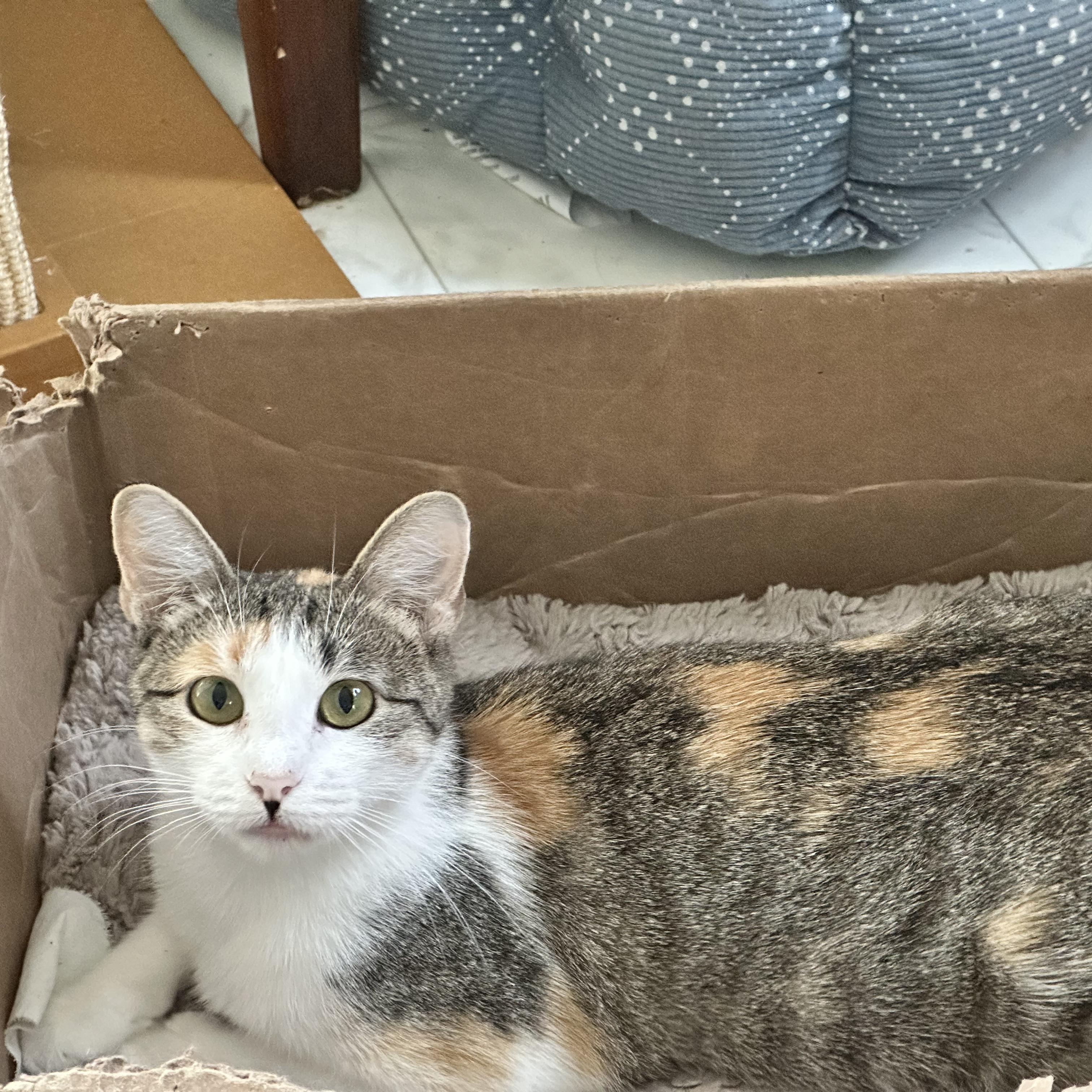 Enlarge LuLu, a ADOPTABLE Domestic Short Hair in Unionville, MO image 3/5