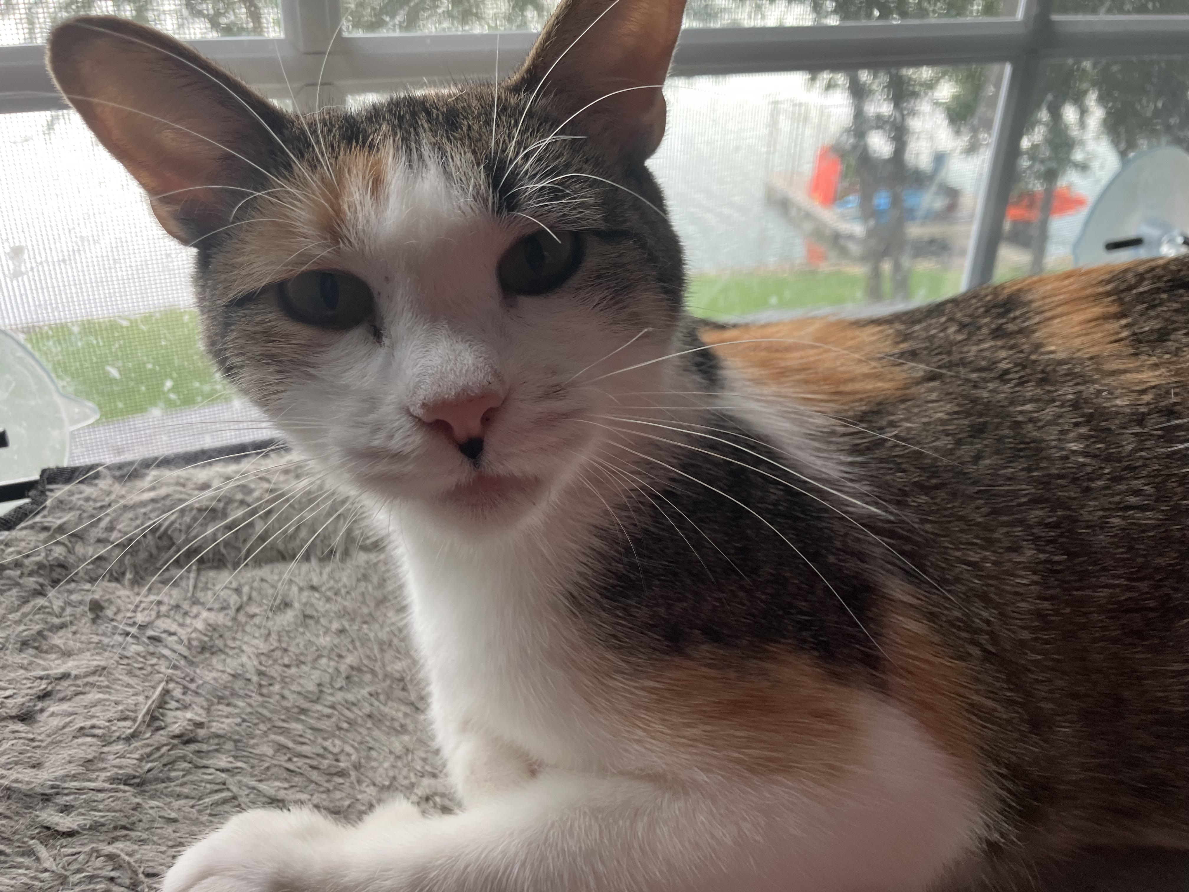LuLu, ADOPTABLE, Young Female Domestic Short Hair.