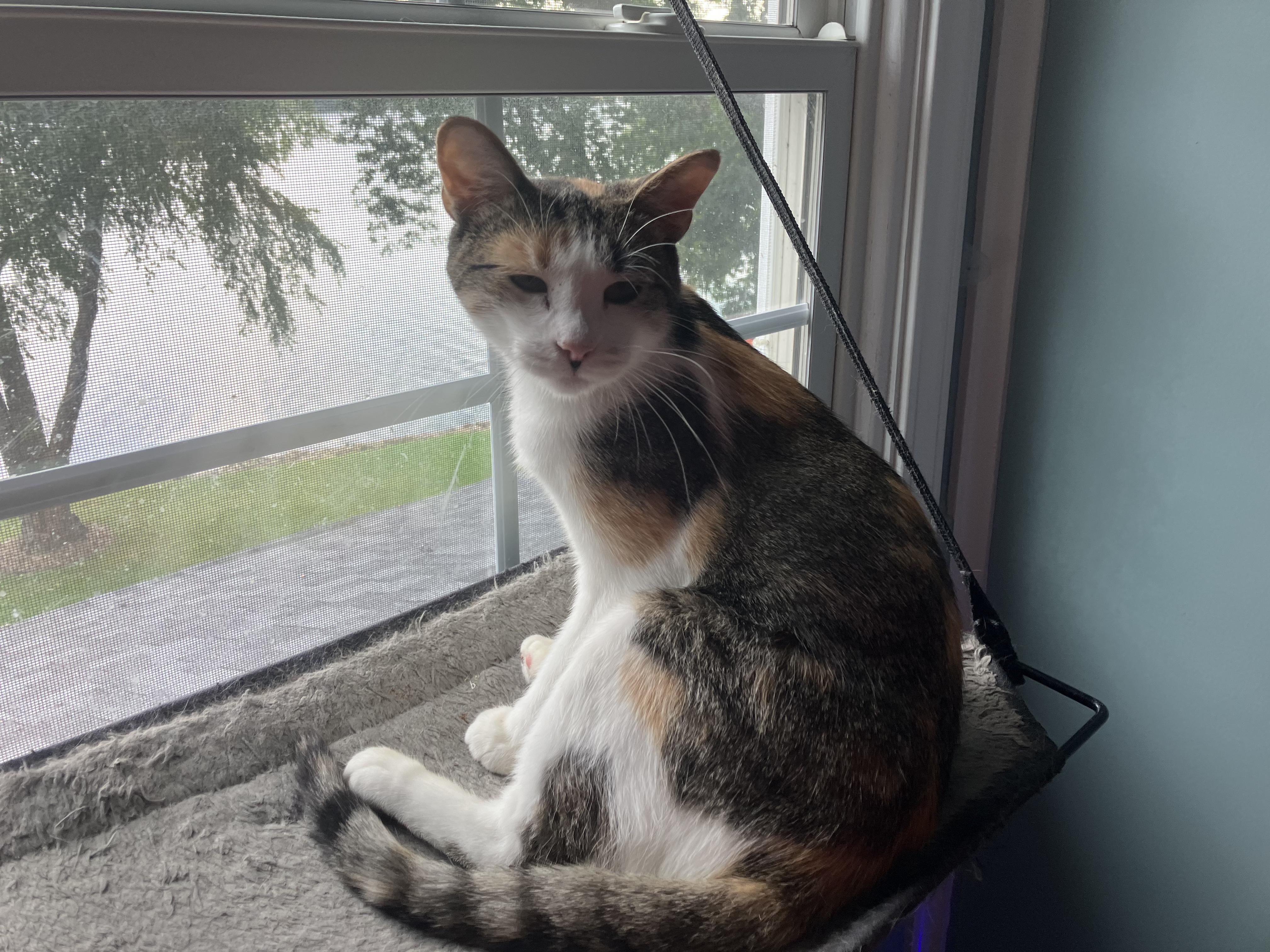 Enlarge LuLu, a ADOPTABLE Domestic Short Hair in Unionville, MO image 2/5