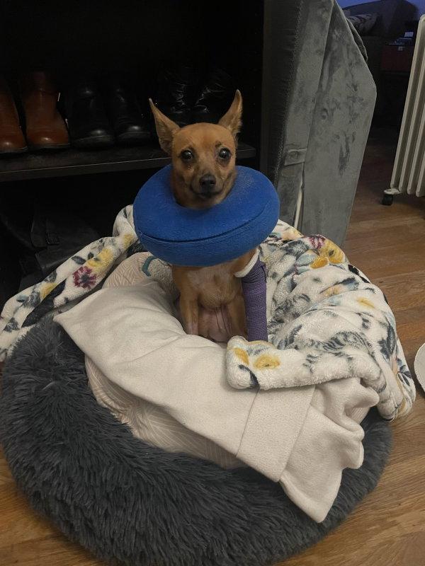 Enlarge Nori, a Adopted Chihuahua in San Francisco, CA image 1/3