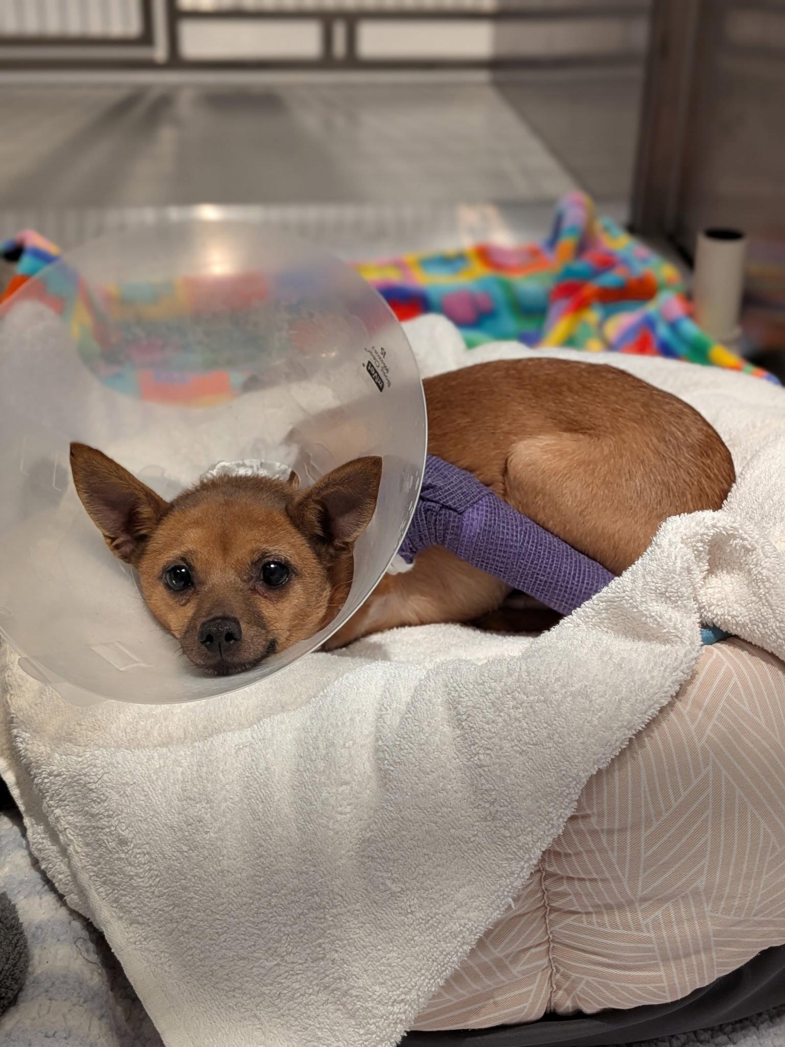 Enlarge Nori, a Adopted Chihuahua in San Francisco, CA image 2/3