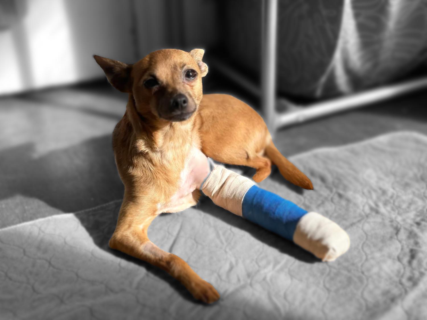 Enlarge Nori, a Adopted Chihuahua in San Francisco, CA image 3/3