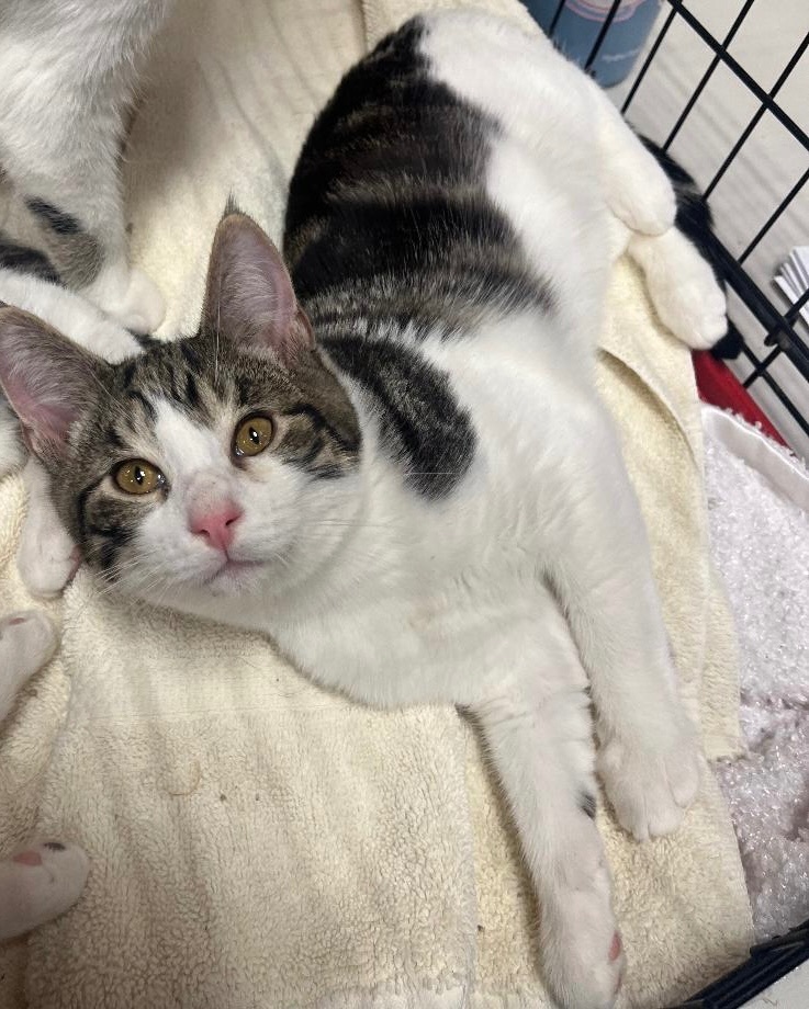 Joey , Adopted, Kitten Male Domestic Short Hair.