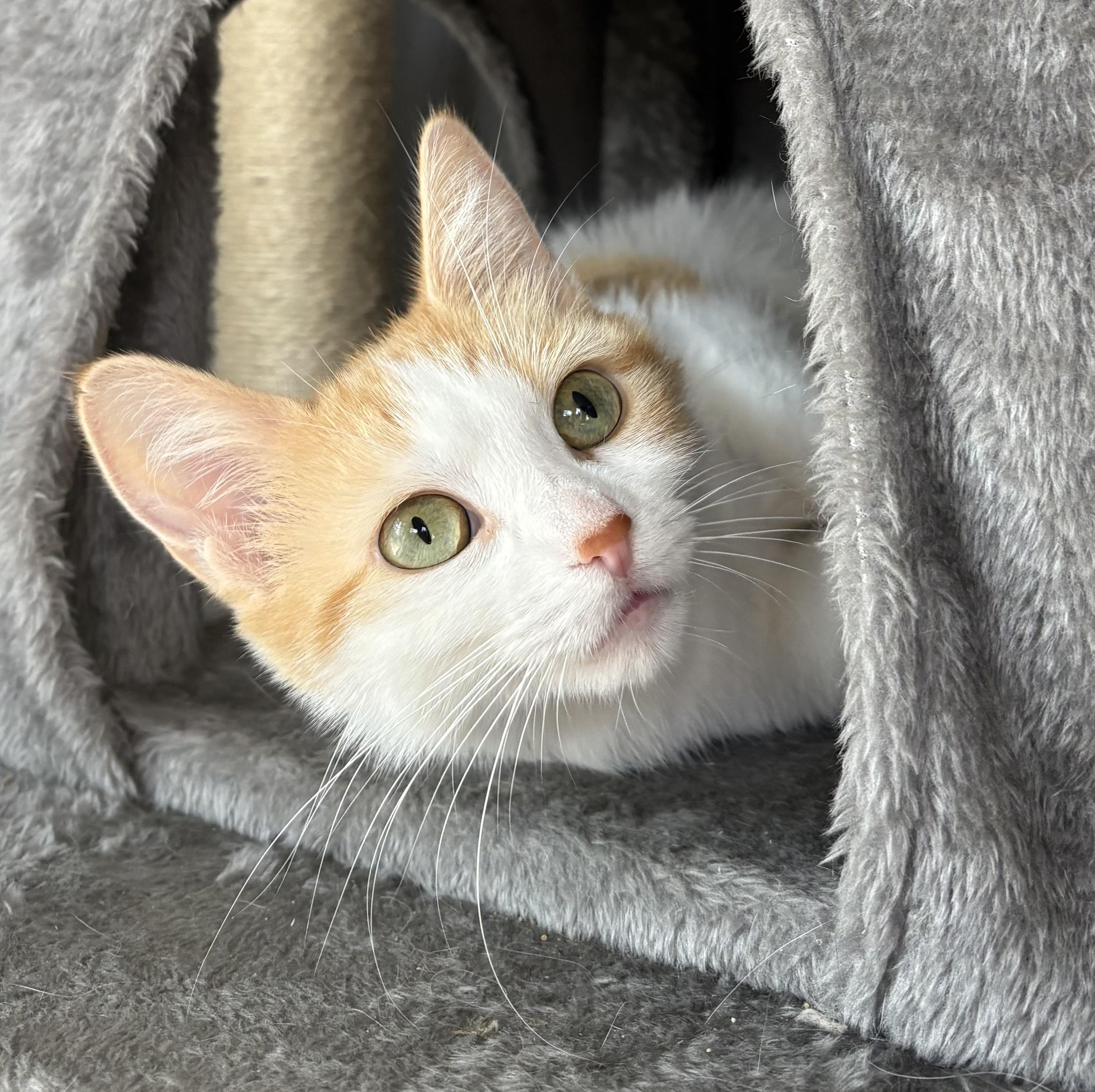 Enlarge APPLE FRITTER, an adopted Domestic Short Hair in Tillsonburg, ON image 1/2