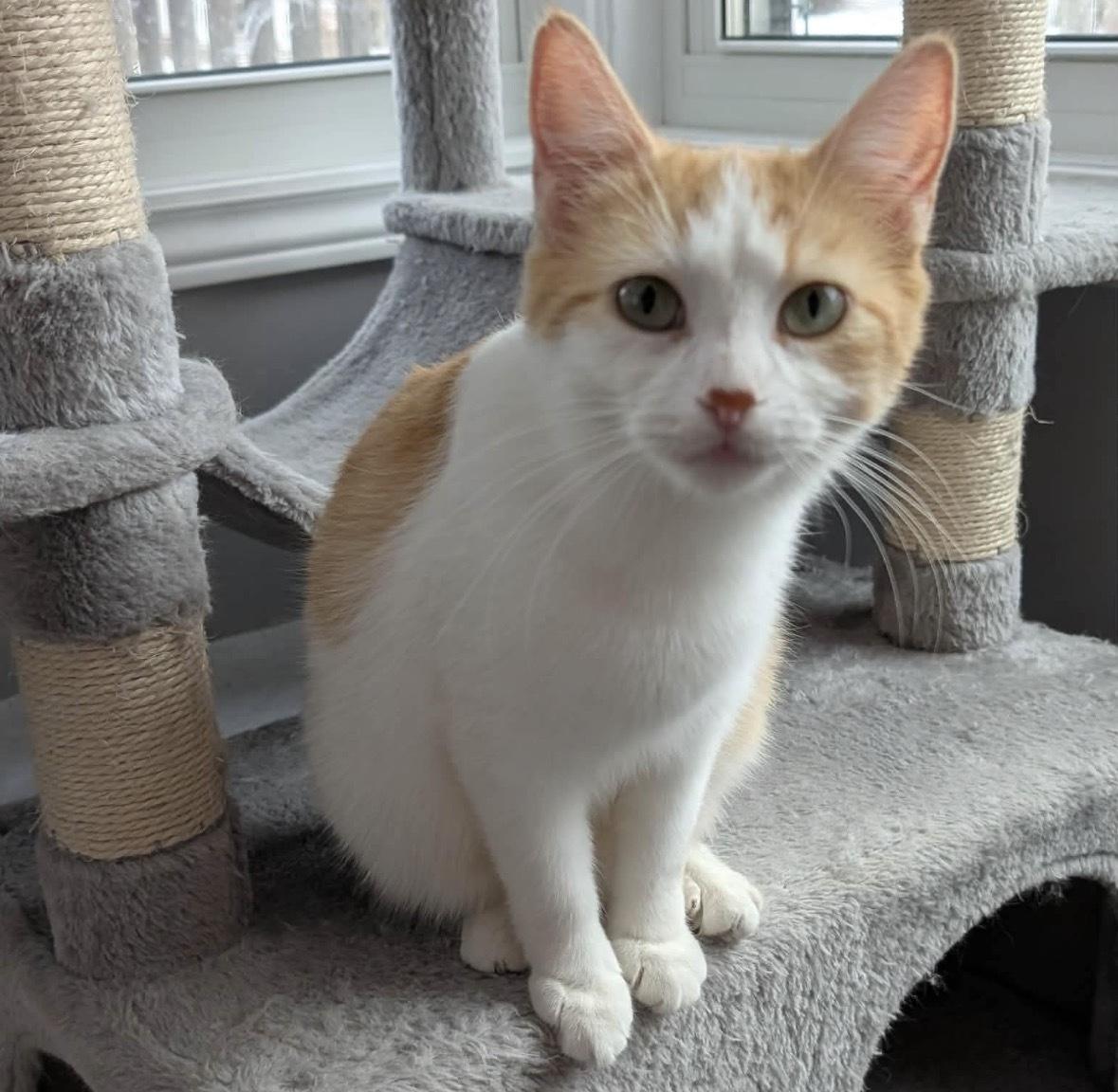 Enlarge APPLE FRITTER, an adopted Domestic Short Hair in Tillsonburg, ON image 2/2