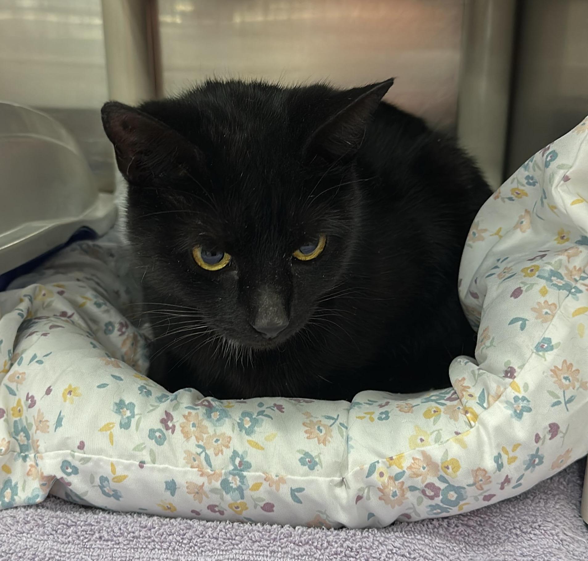 Sabrina, a ADOPTABLE Domestic Short Hair in Maple Shade, NJ image 1/2