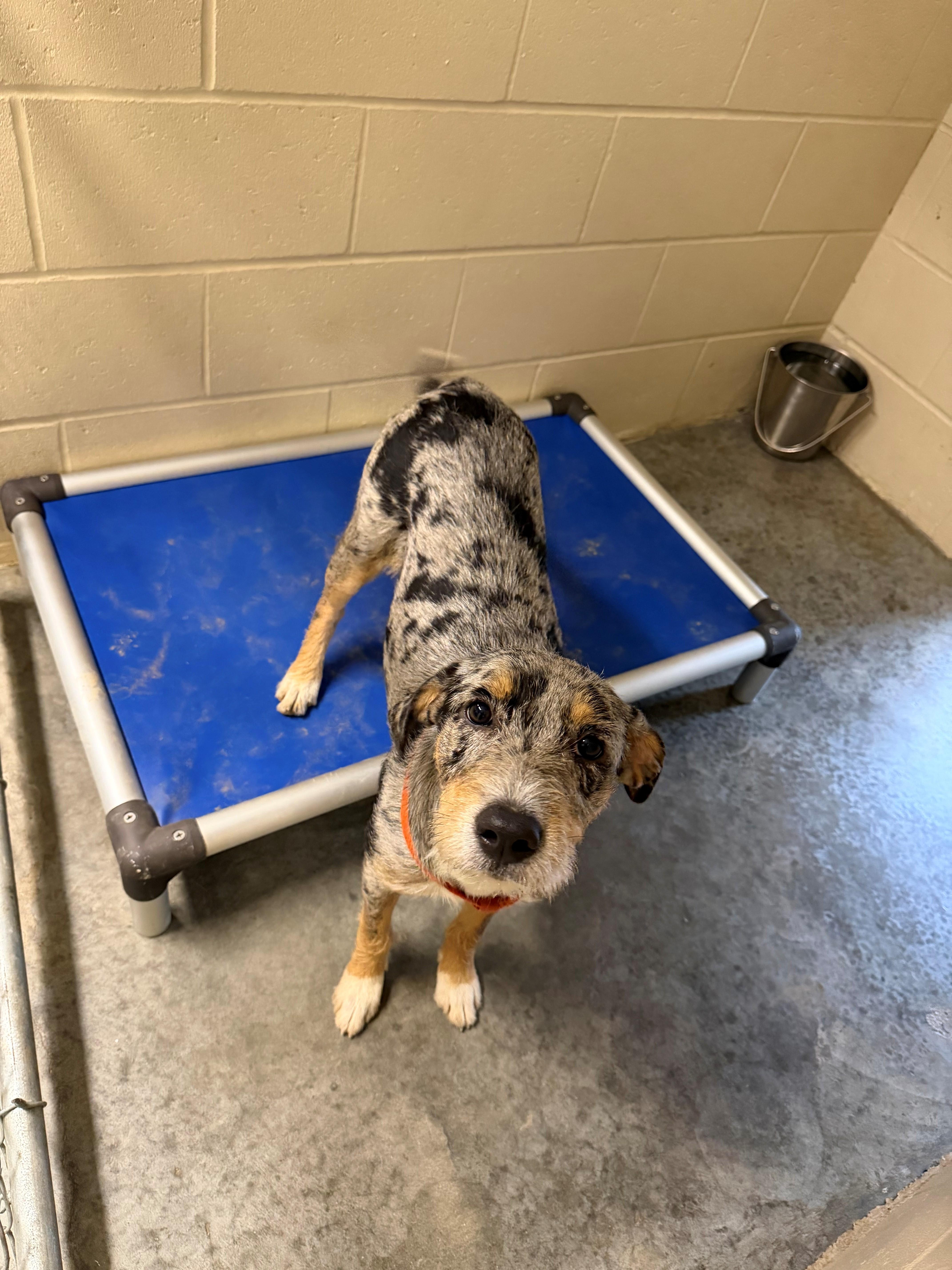 Marker, ADOPTABLE, Young Female Australian Shepherd.