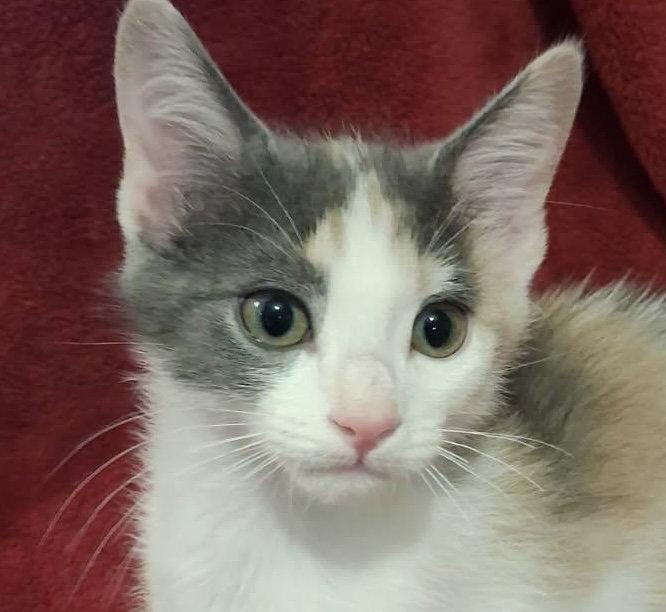 Kayla, Adoptable, Kitten Female Domestic Short Hair.
