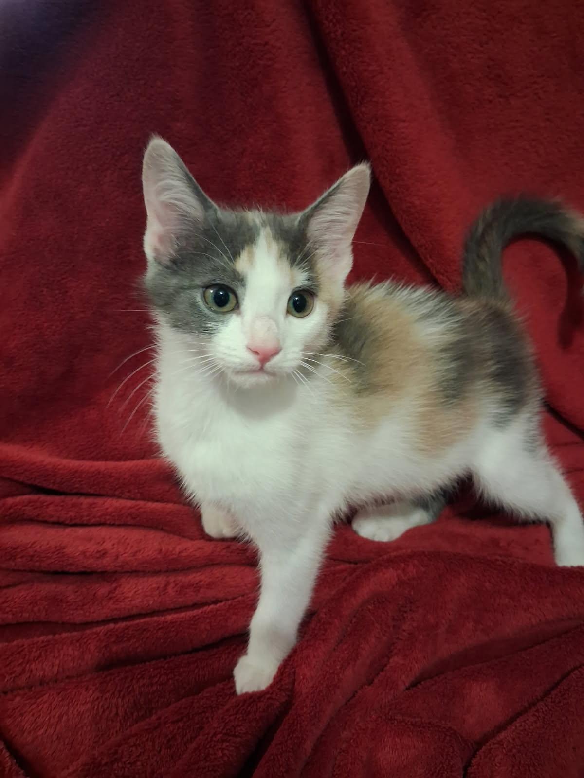 Enlarge Kayla, a Adoptable Domestic Short Hair in Cookeville, TN image 2/3