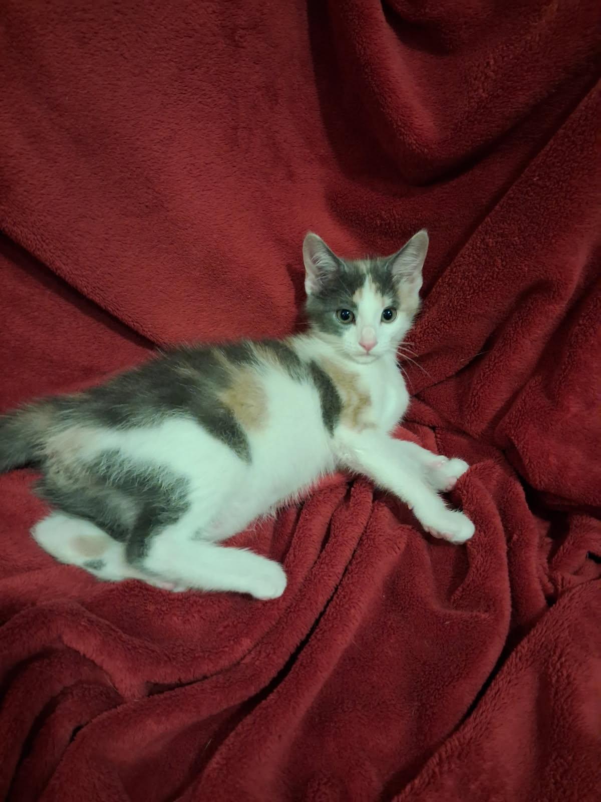 Enlarge Kayla, a Adoptable Domestic Short Hair in Cookeville, TN image 3/3