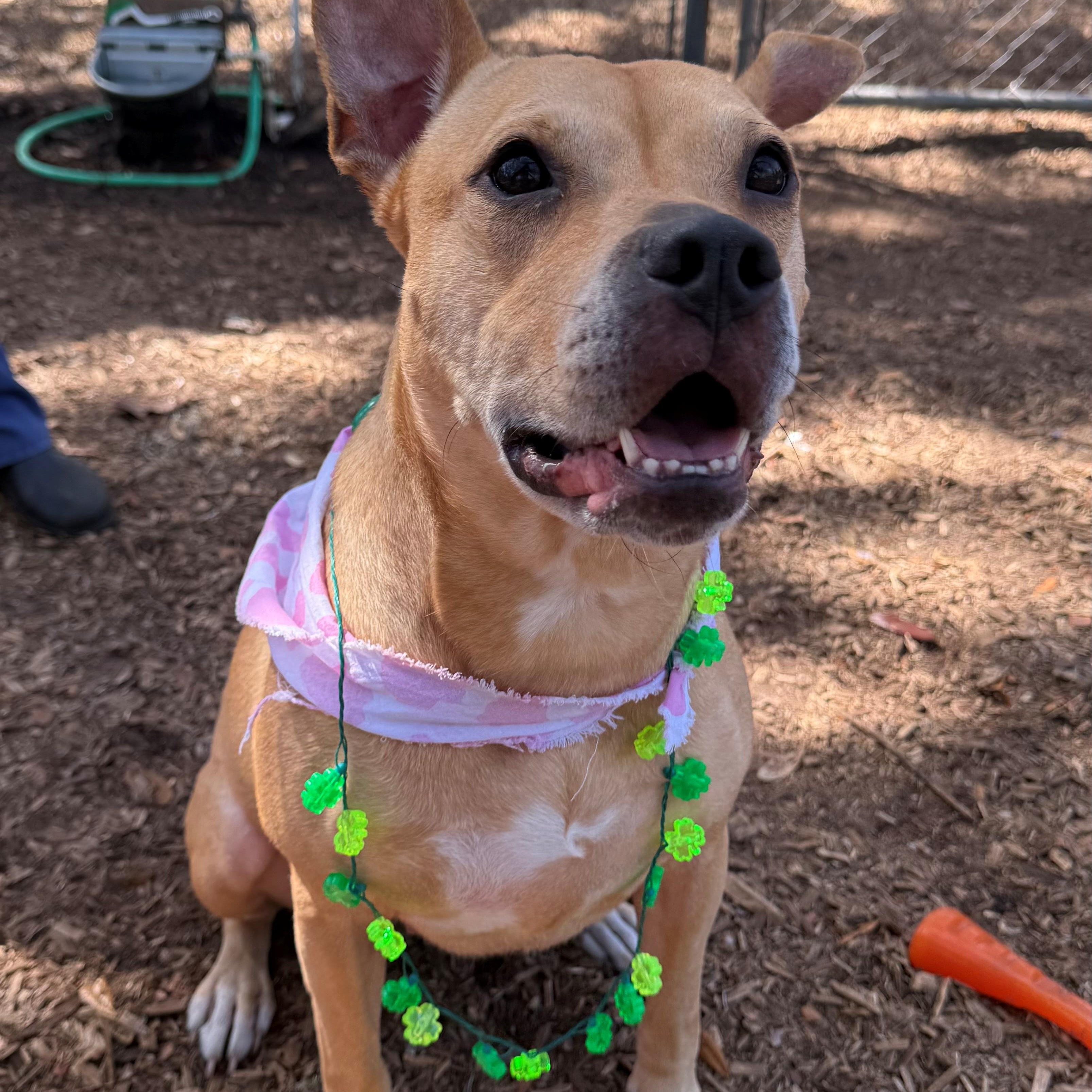 Enlarge Blue, an adoptable mixed breed in St. Augustine, FL image 1/5