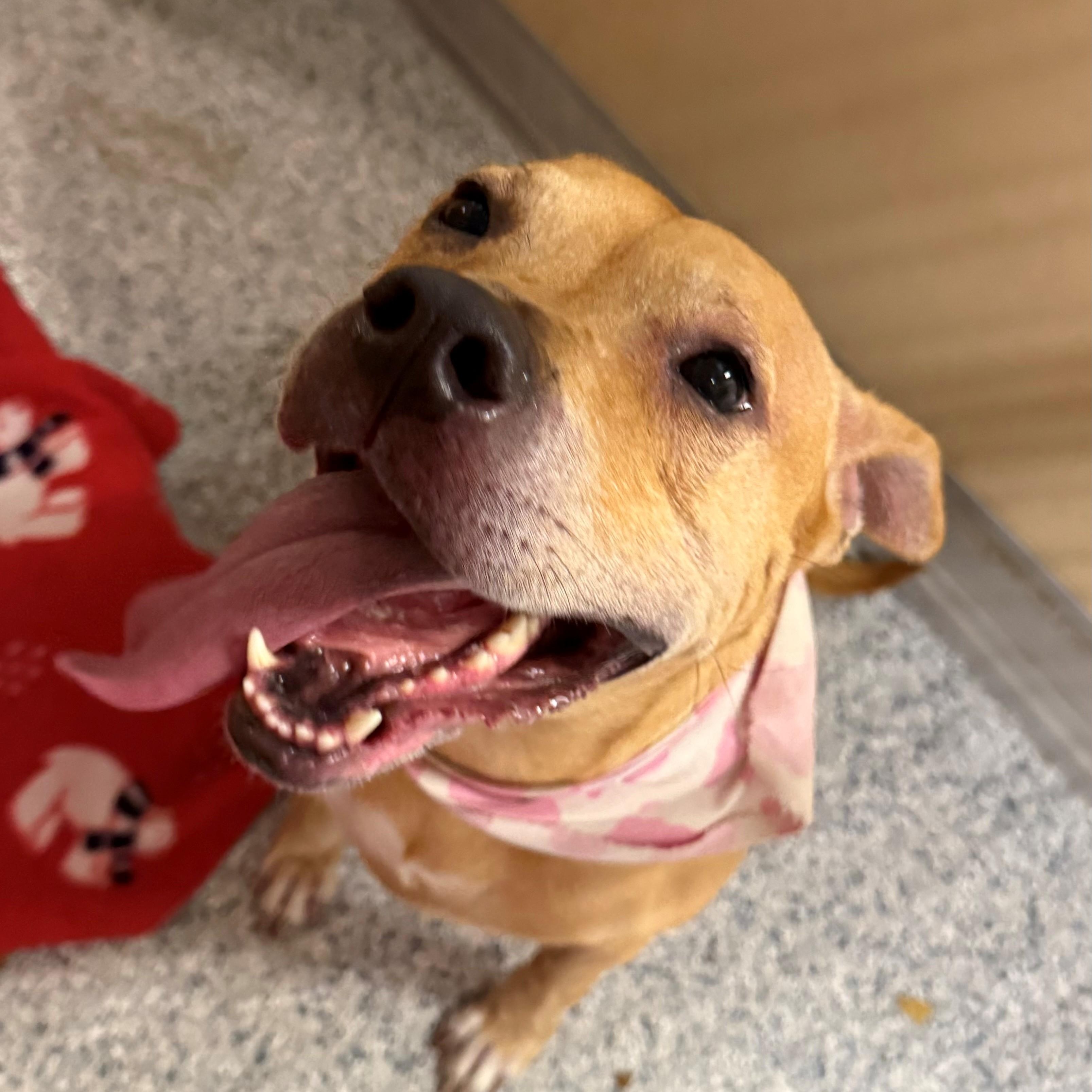 Blue, a ADOPTABLE mixed breed in St. Augustine, FL image 4/5