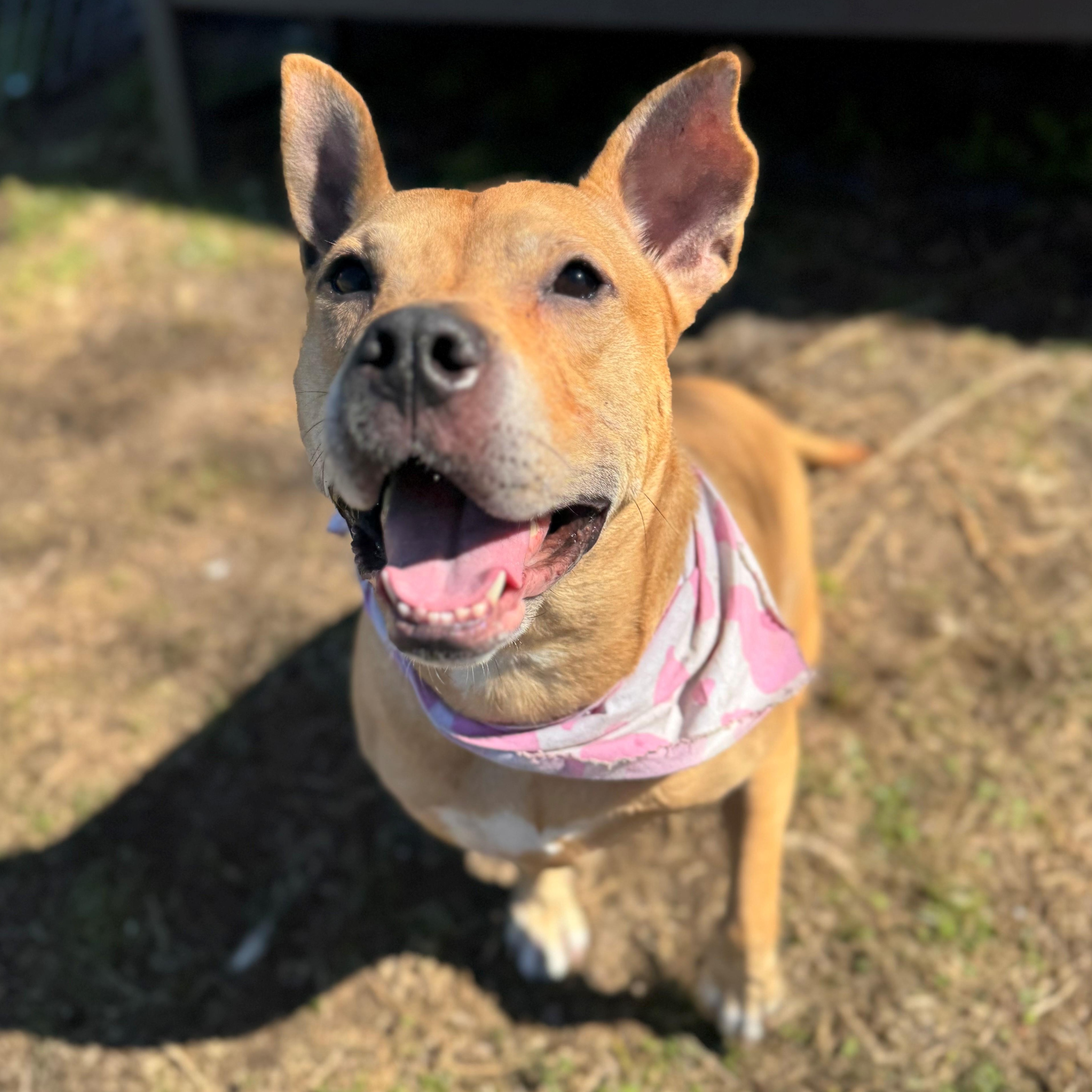 Blue, a ADOPTABLE mixed breed in St. Augustine, FL image 1/5