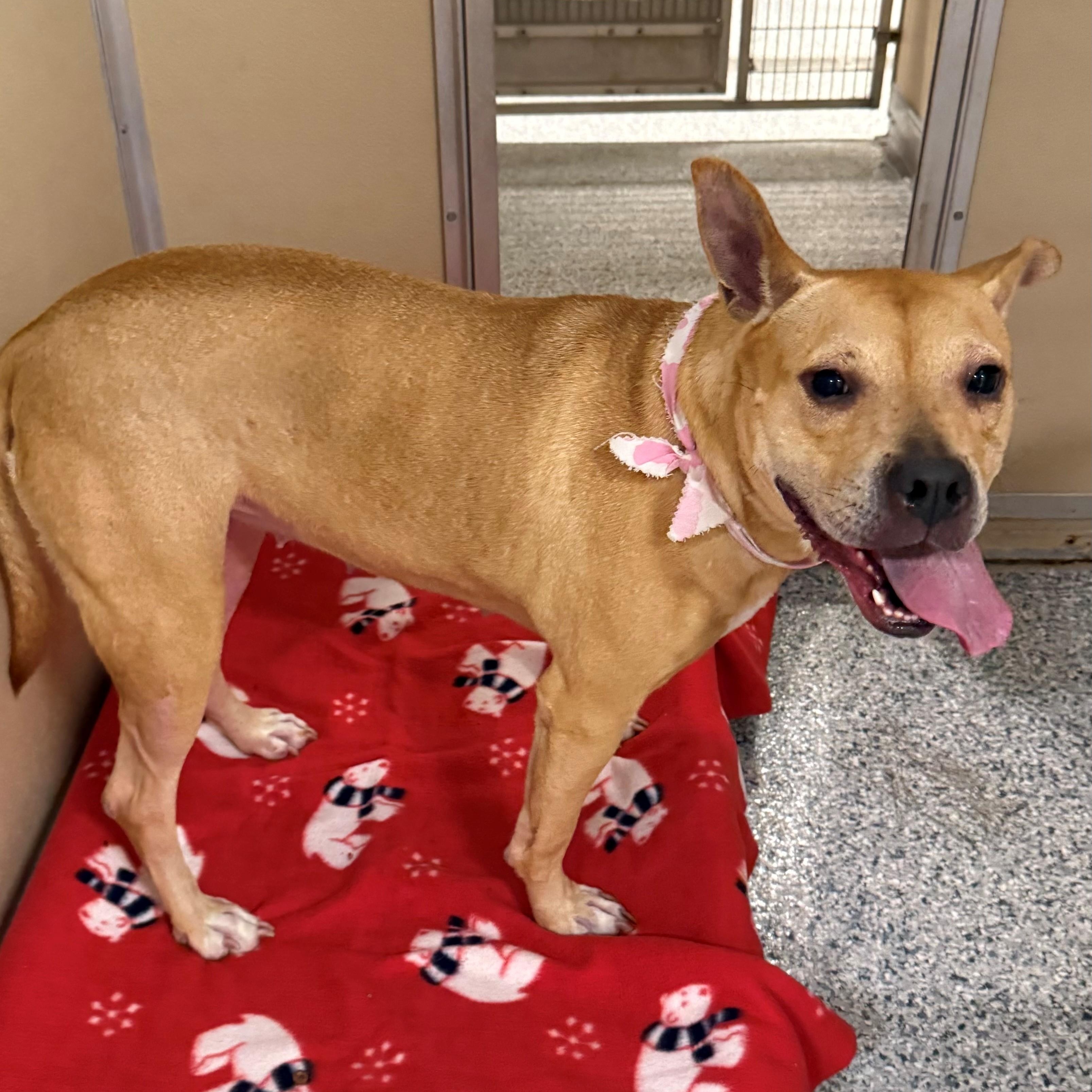 Blue, a ADOPTABLE mixed breed in St. Augustine, FL image 3/5