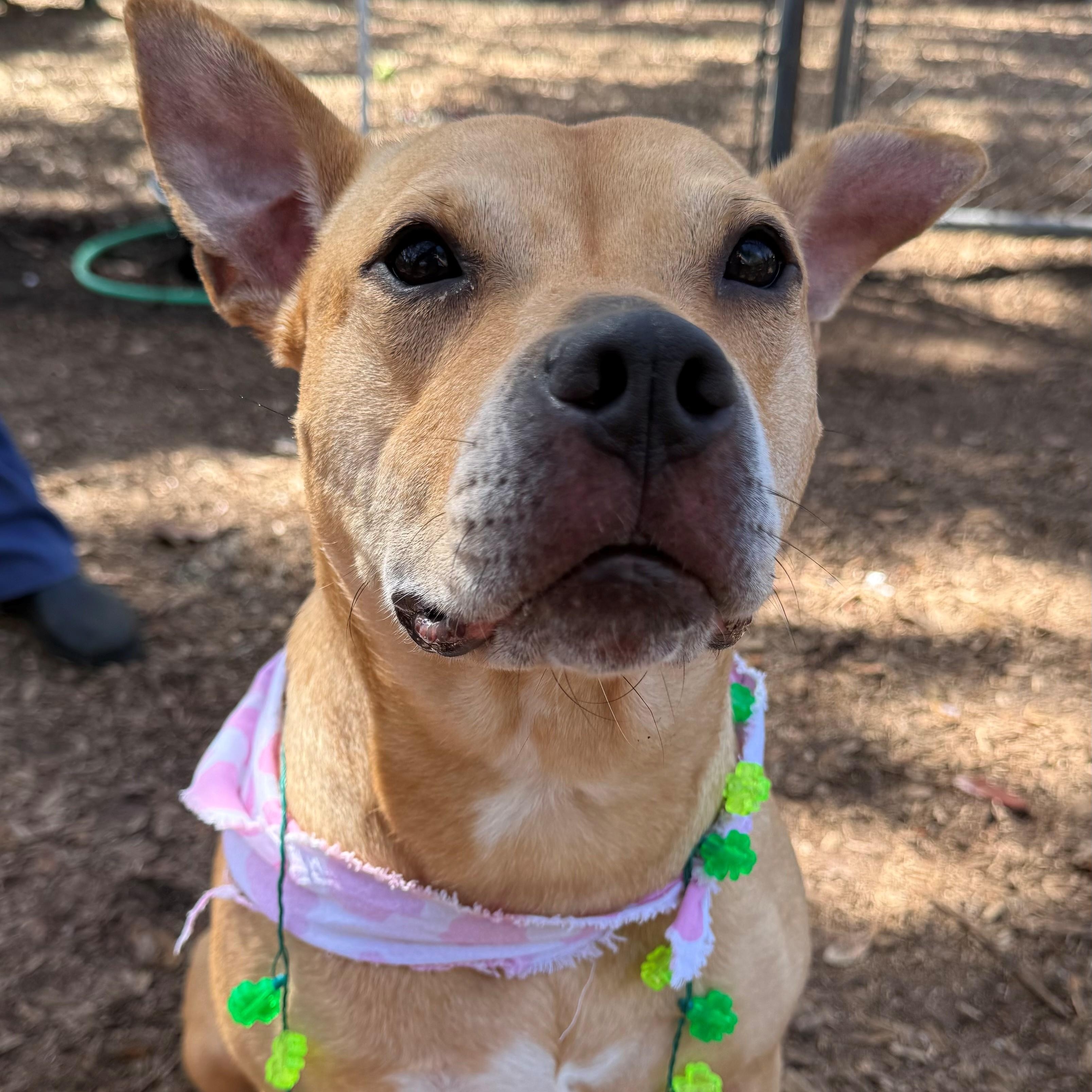Enlarge Blue, an adoptable mixed breed in St. Augustine, FL image 2/5