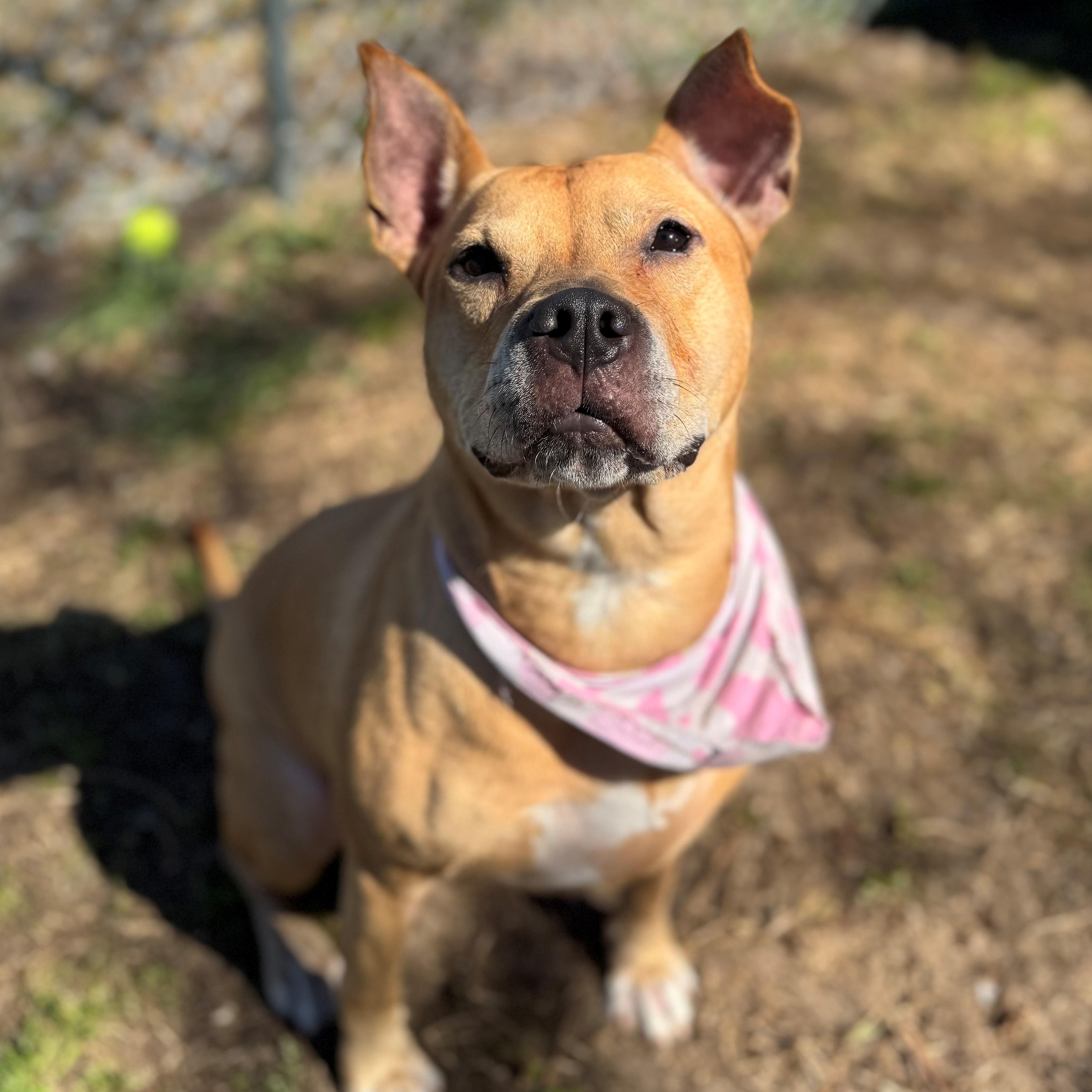 Blue, a ADOPTABLE mixed breed in St. Augustine, FL image 2/5