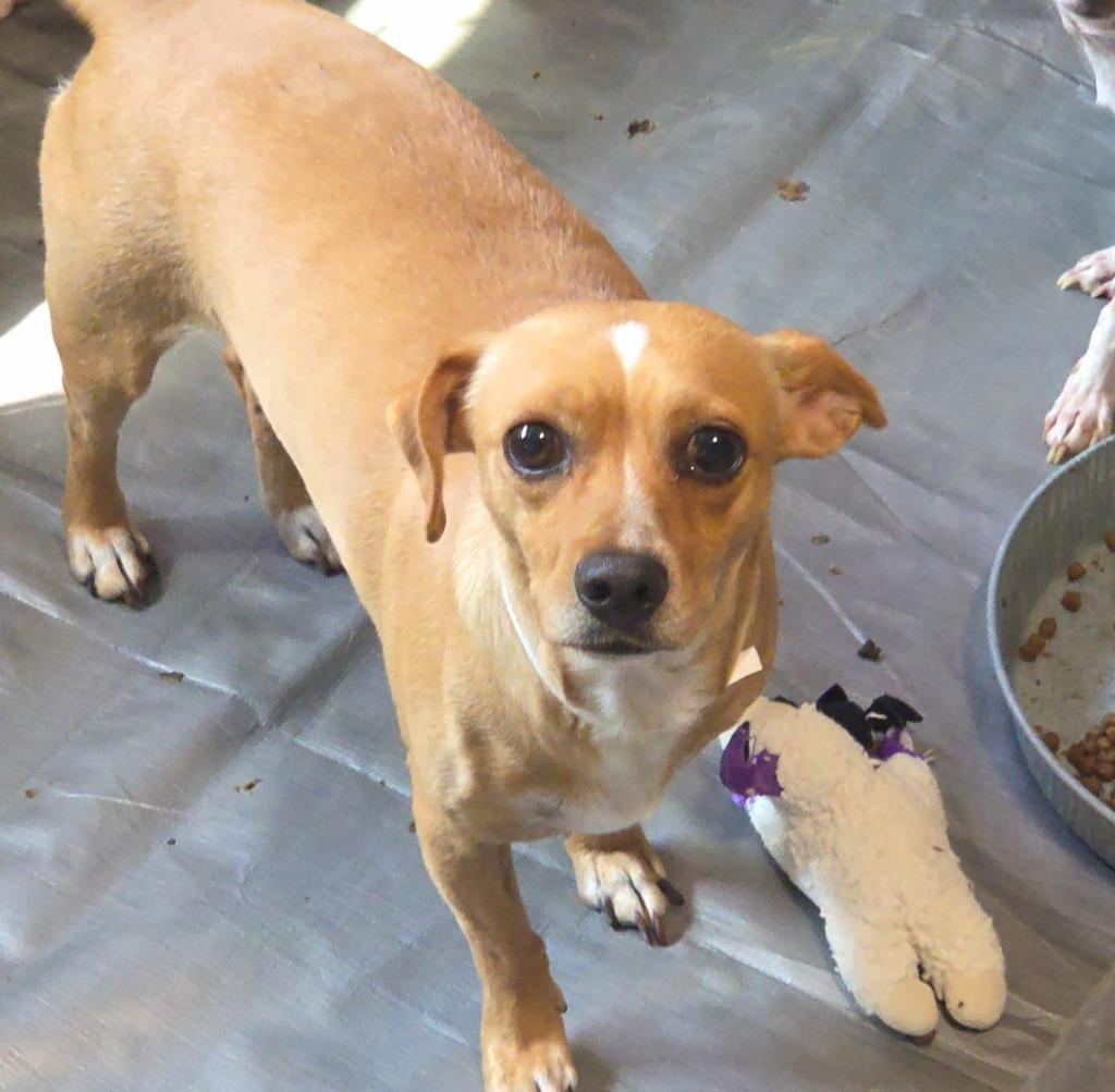 Linus, Adoptable, Adult Male Chihuahua.