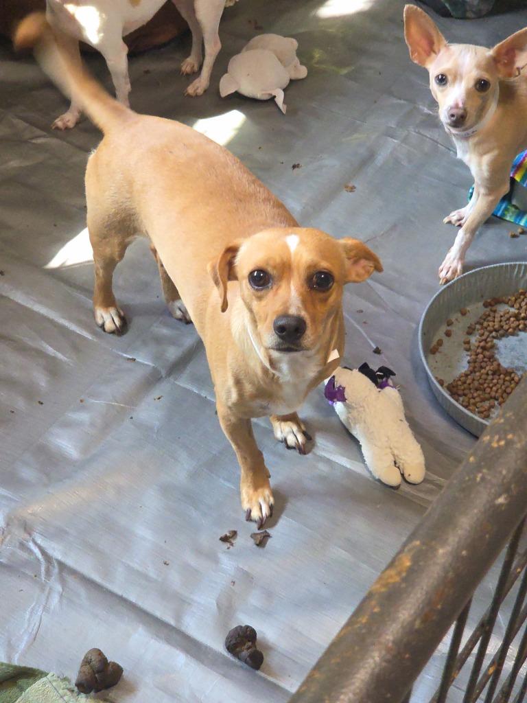 Enlarge Linus, a Adoptable Chihuahua in Thompson Falls, MT image 2/2