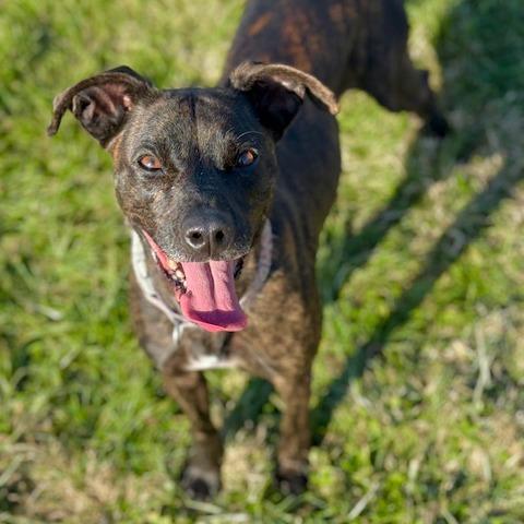 Enlarge Rizzo, a Adoptable Mixed Breed in Jeffersonville, IN image 1/6