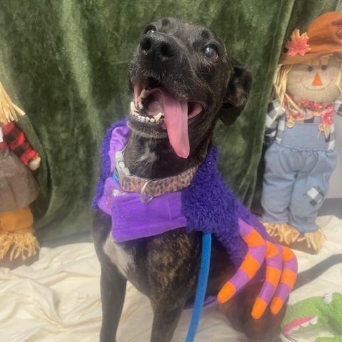 Enlarge Rizzo, a Adoptable Mixed Breed in Jeffersonville, IN image 3/6