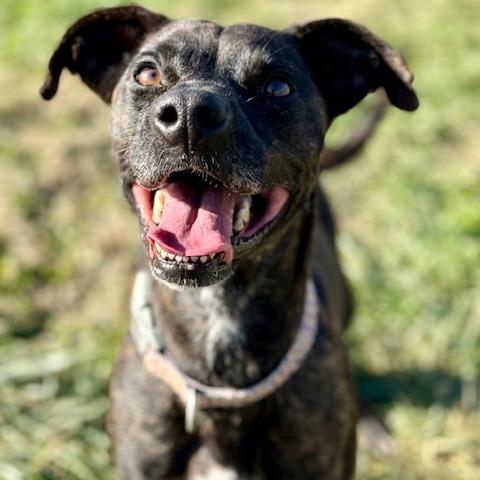 Enlarge Rizzo, a Adoptable Mixed Breed in Jeffersonville, IN image 4/6