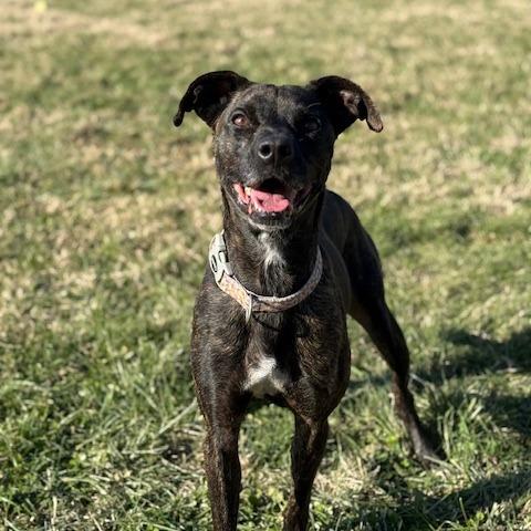 Enlarge Rizzo, a Adoptable Mixed Breed in Jeffersonville, IN image 5/6