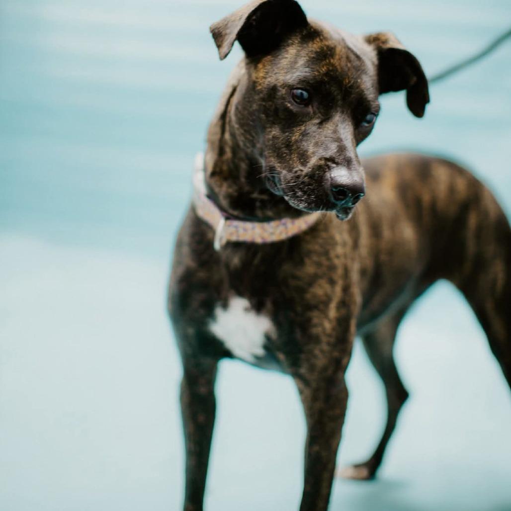 Enlarge Rizzo, a Adoptable Mixed Breed in Jeffersonville, IN image 6/6