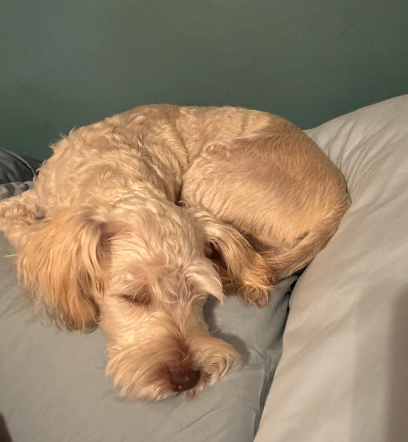 Miles, Adopted, Adult Male Schnauzer.