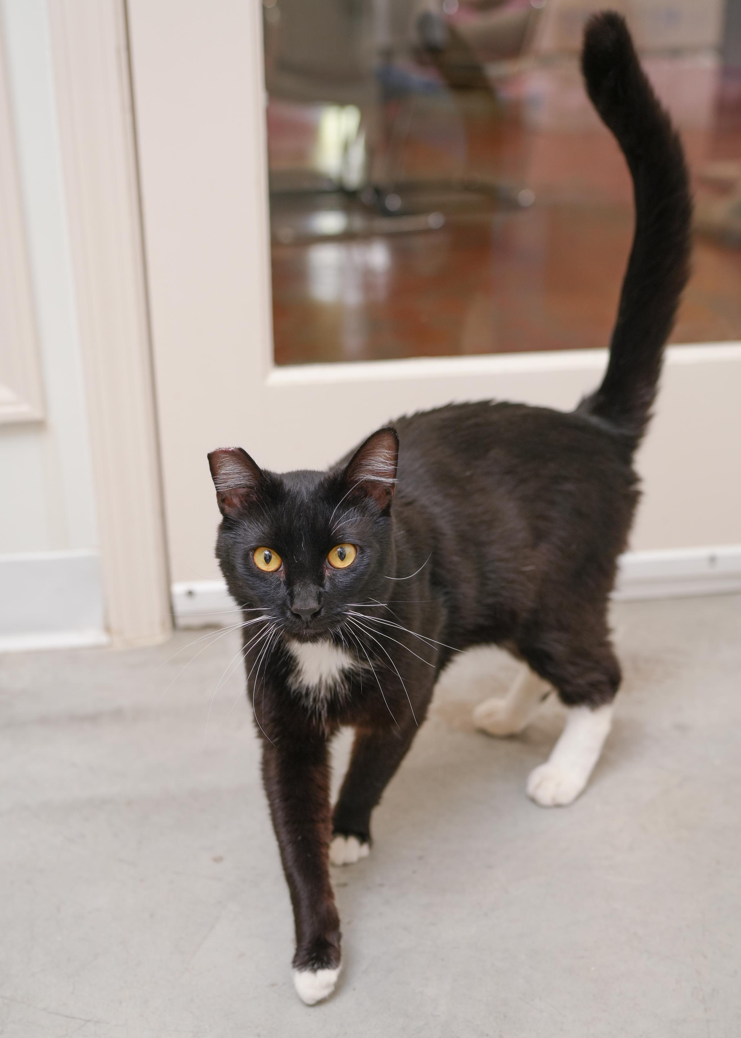 Prince, ADOPTABLE, Adult Male Domestic Short Hair.