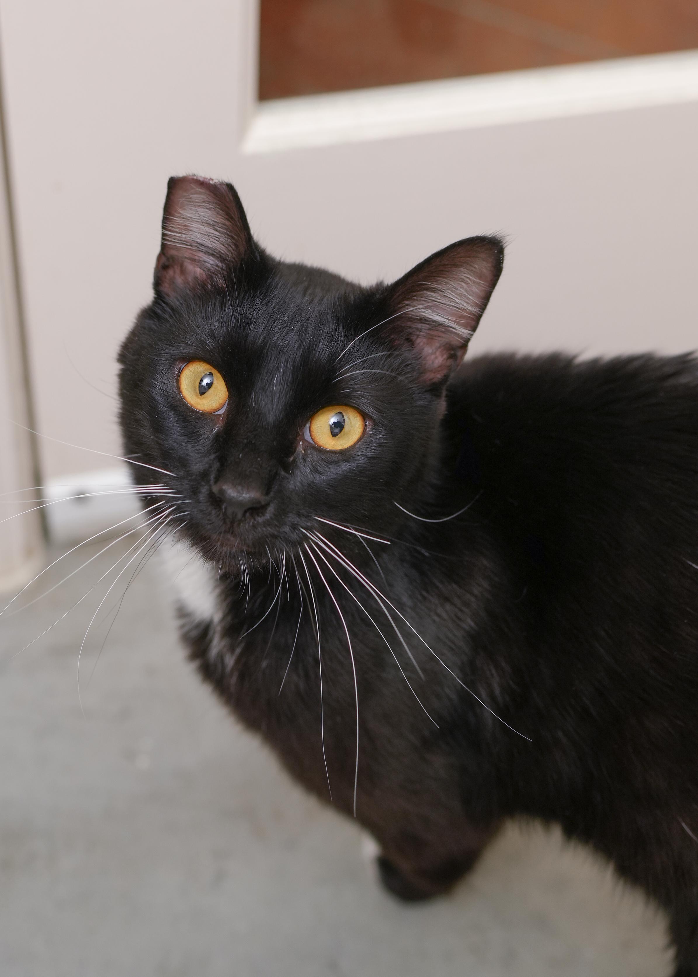 Prince, a ADOPTABLE Domestic Short Hair in Boise, ID image 3/3