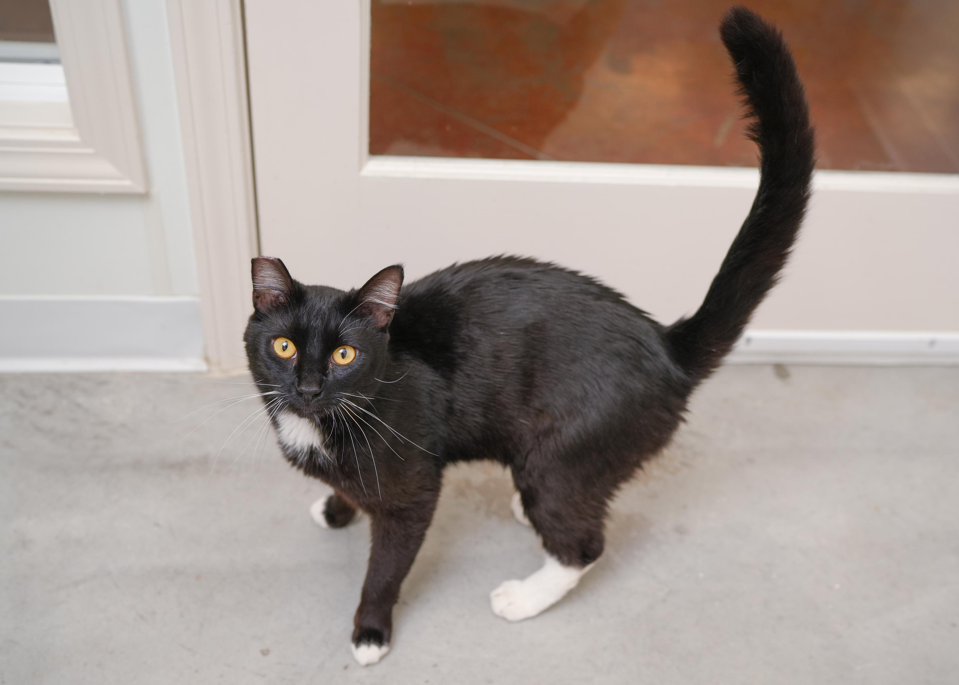 Prince, a ADOPTABLE Domestic Short Hair in Boise, ID image 2/3