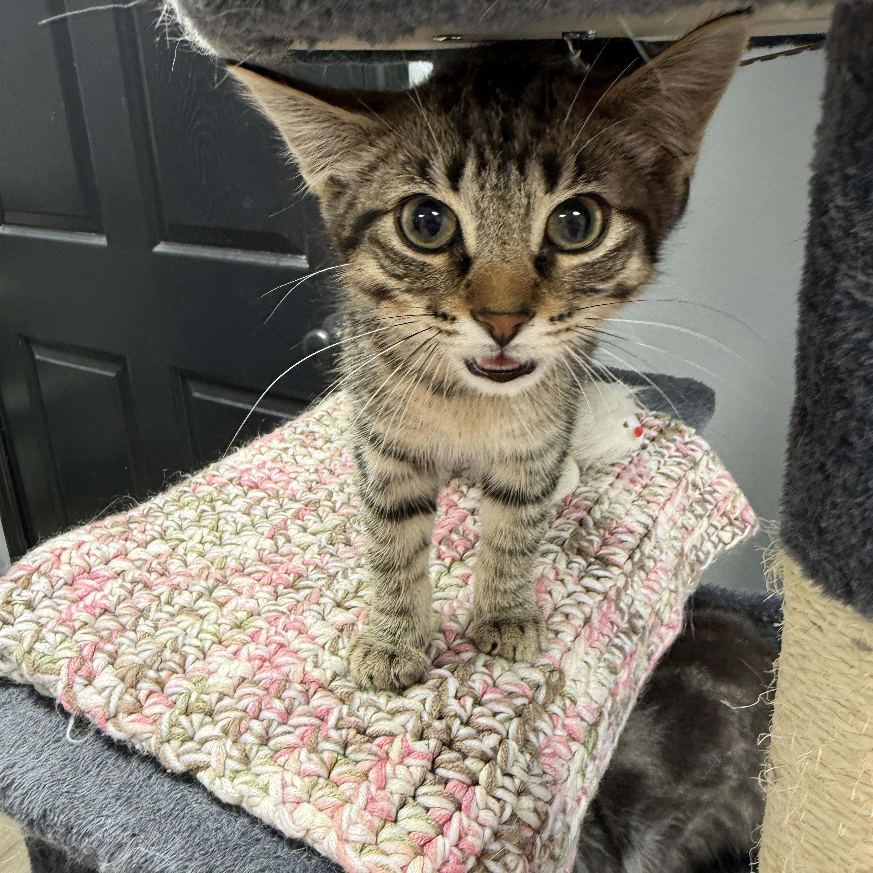Harlem, adopted, Kitten Male Domestic Short Hair.