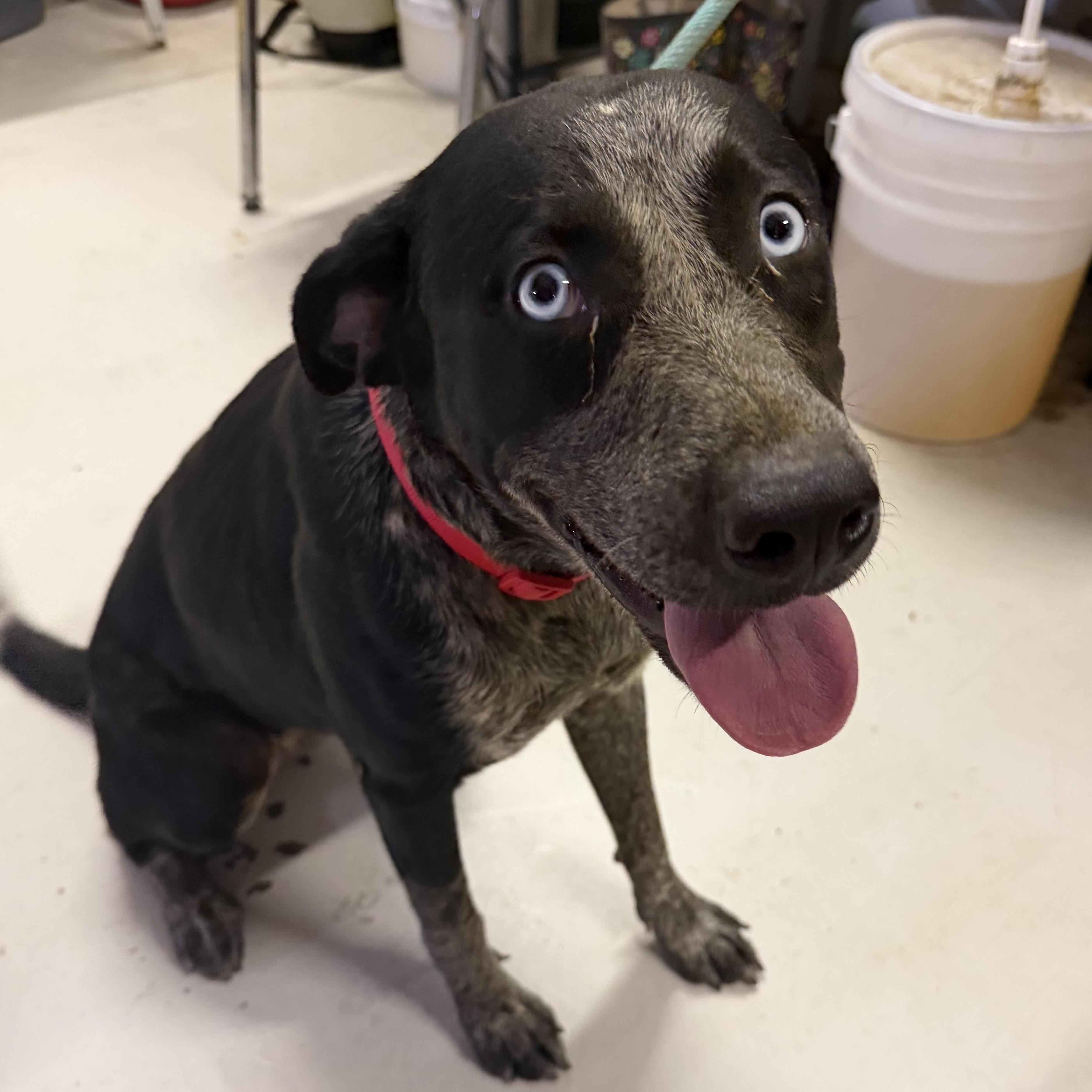Luna, Adoptable, Young Female Australian Cattle Dog / Blue Heeler.