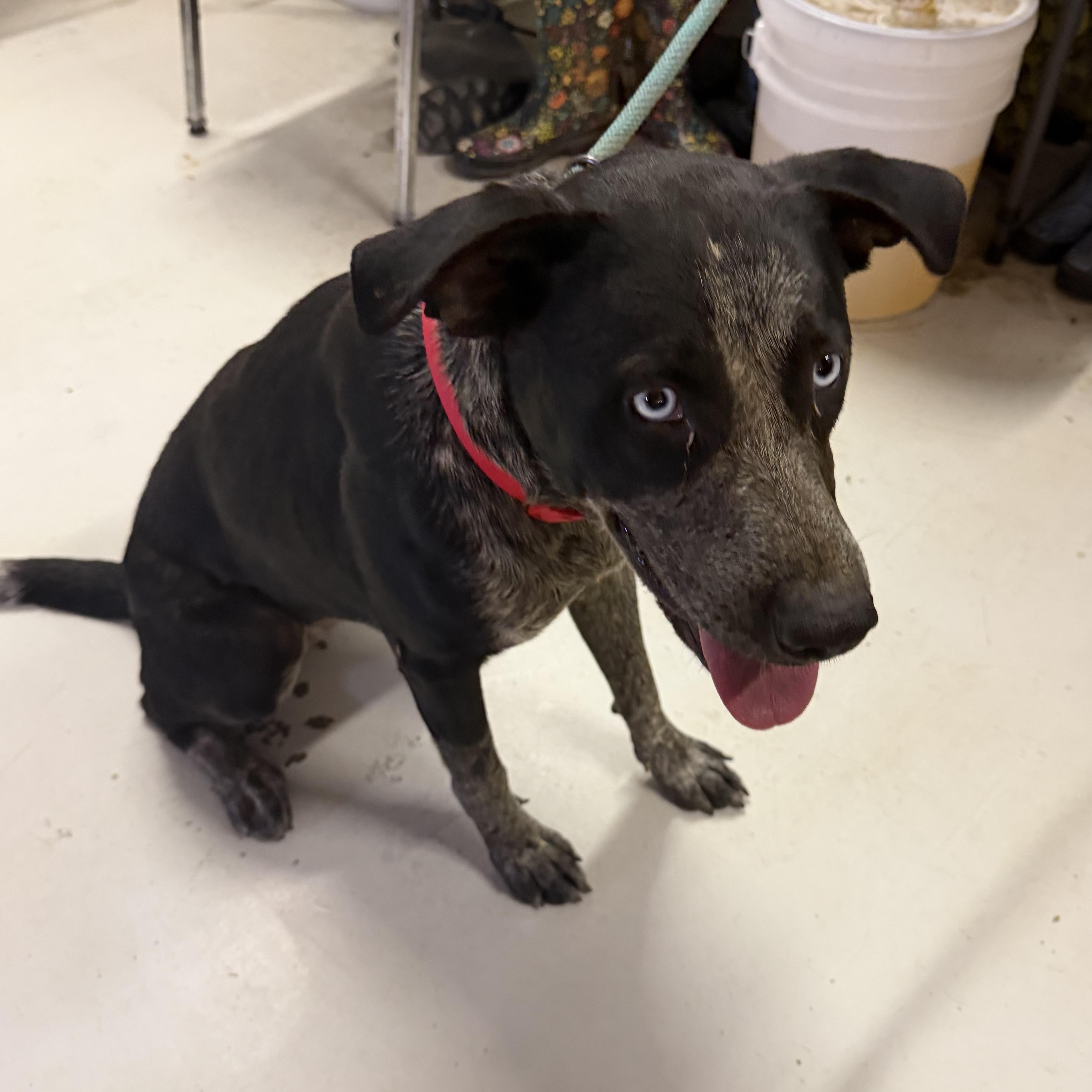 Enlarge Luna, a Adoptable mixed breed in Muldrow, OK image 3/3