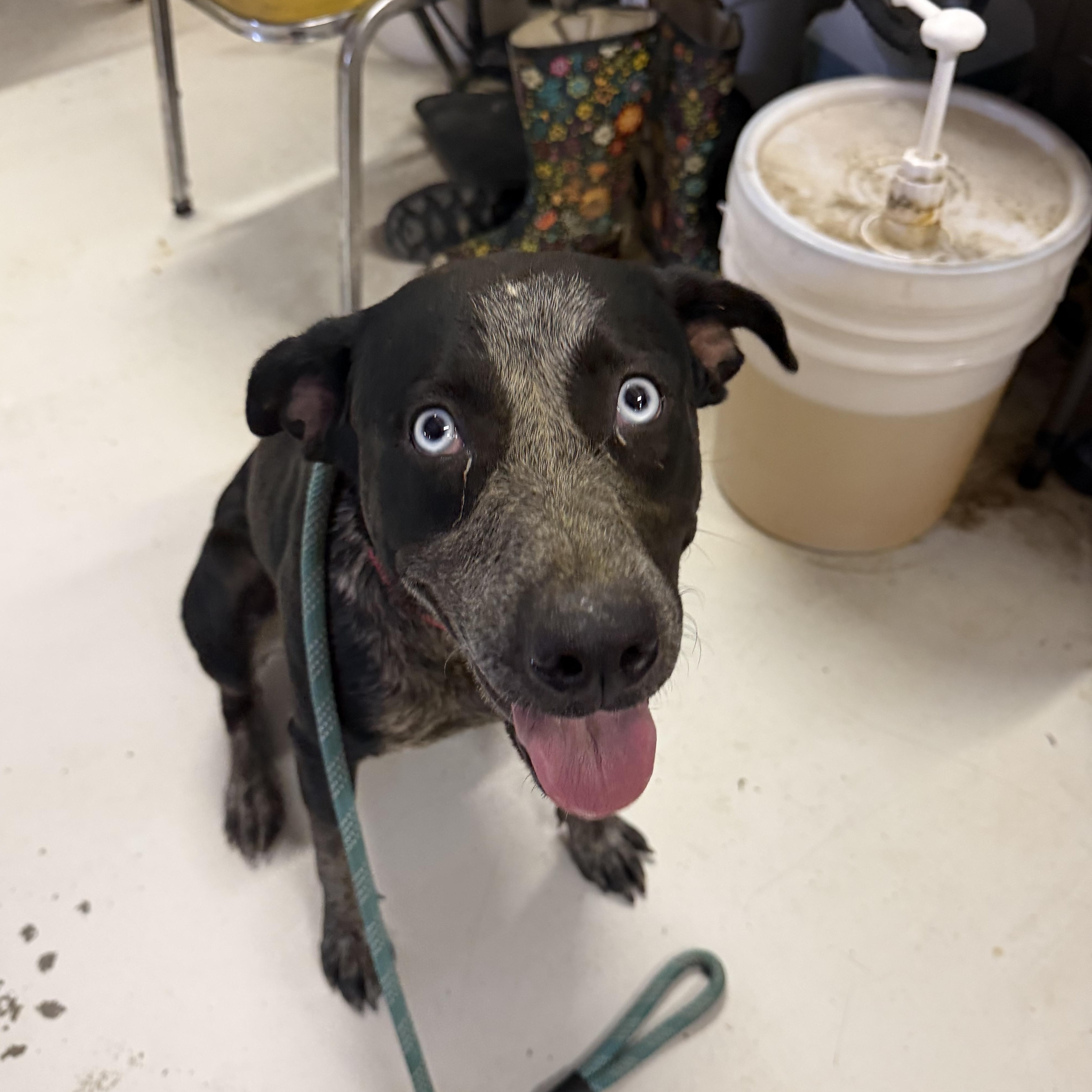Enlarge Luna, a Adoptable mixed breed in Muldrow, OK image 2/3