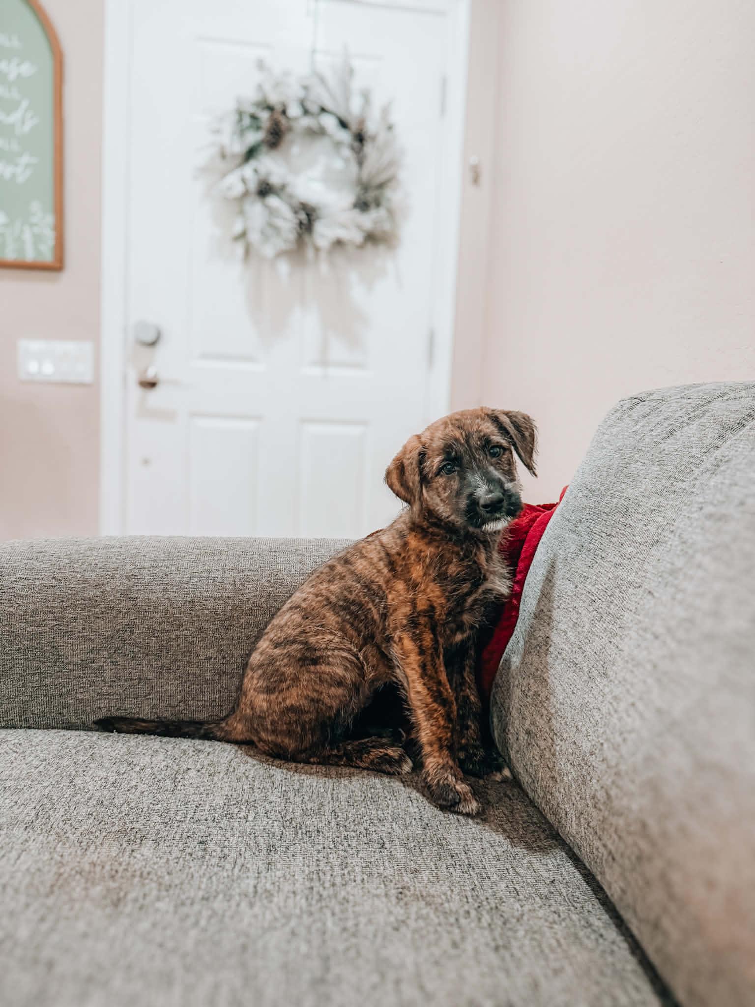 Marzipan, ADOPTABLE, Puppy Female Border Terrier & German Shepherd Dog.