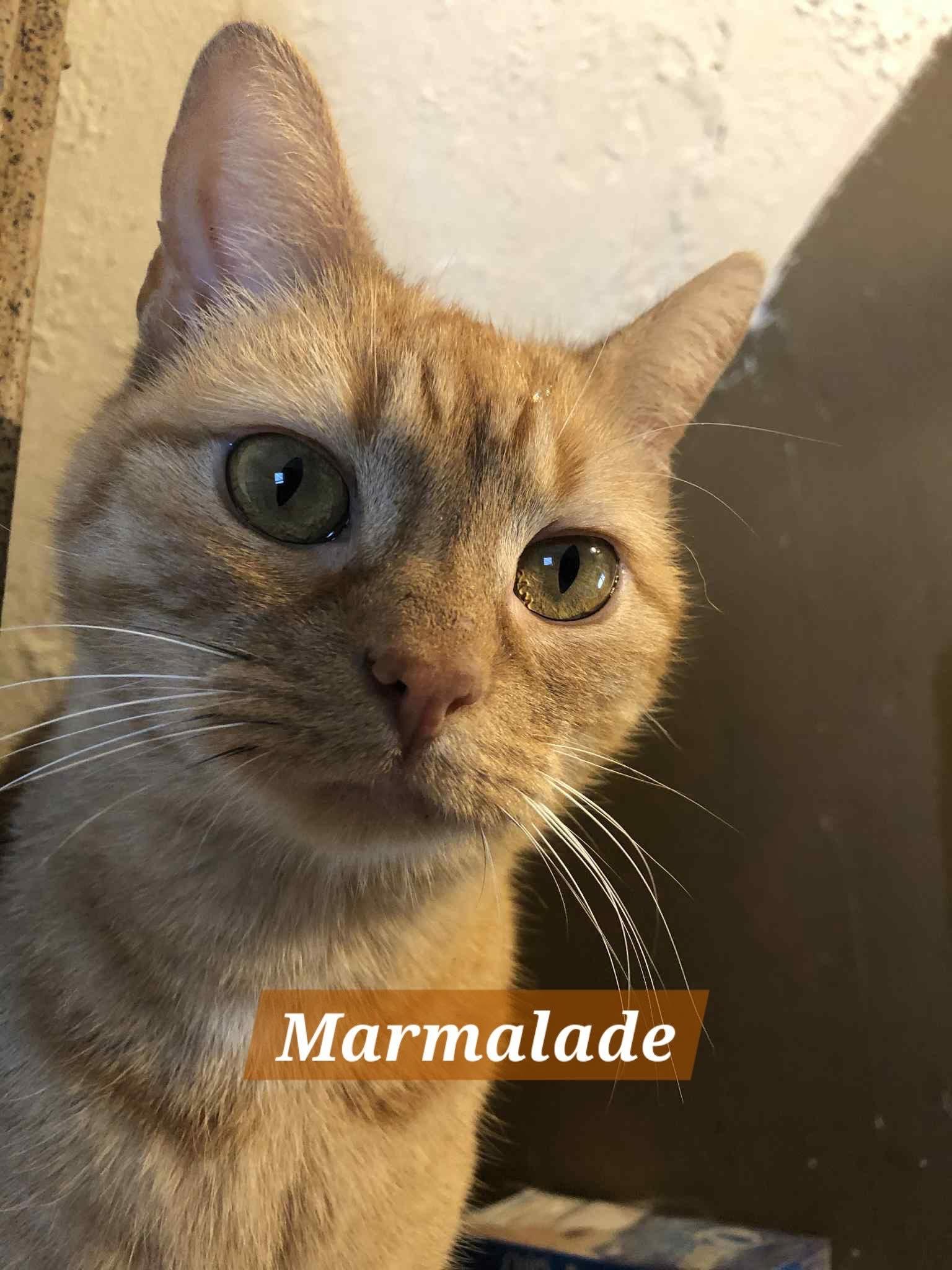 Marmalade, a ADOPTABLE Domestic Short Hair in Watchung, NJ image 2/3