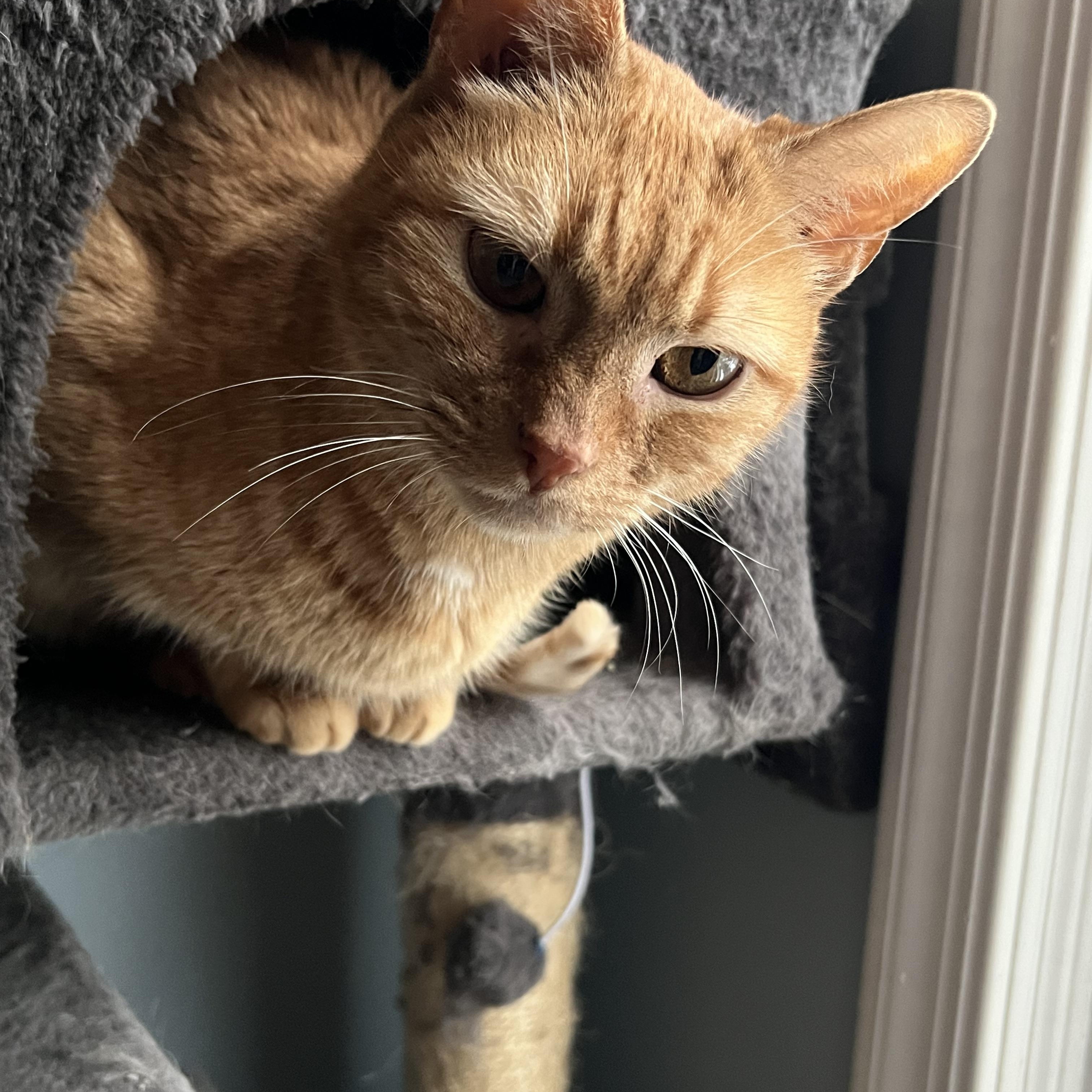 Marmalade, a ADOPTABLE Domestic Short Hair in Watchung, NJ image 3/3