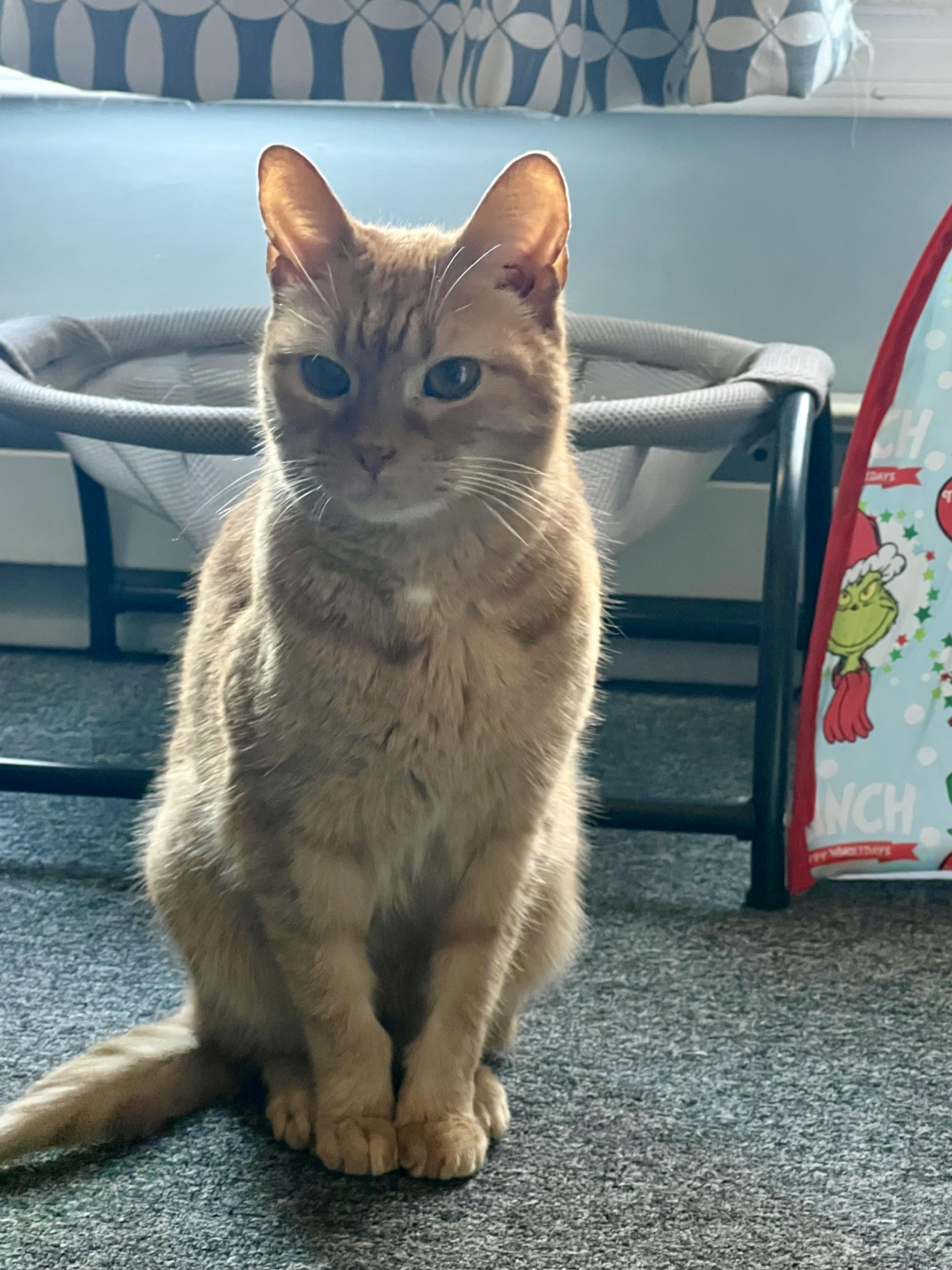 Marmalade, adopted, Senior Female Domestic Short Hair.