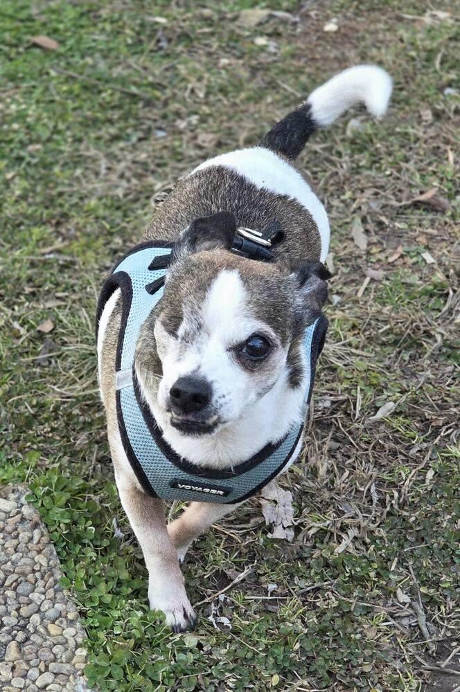 Norman, Adoptable, Senior Male Chihuahua.