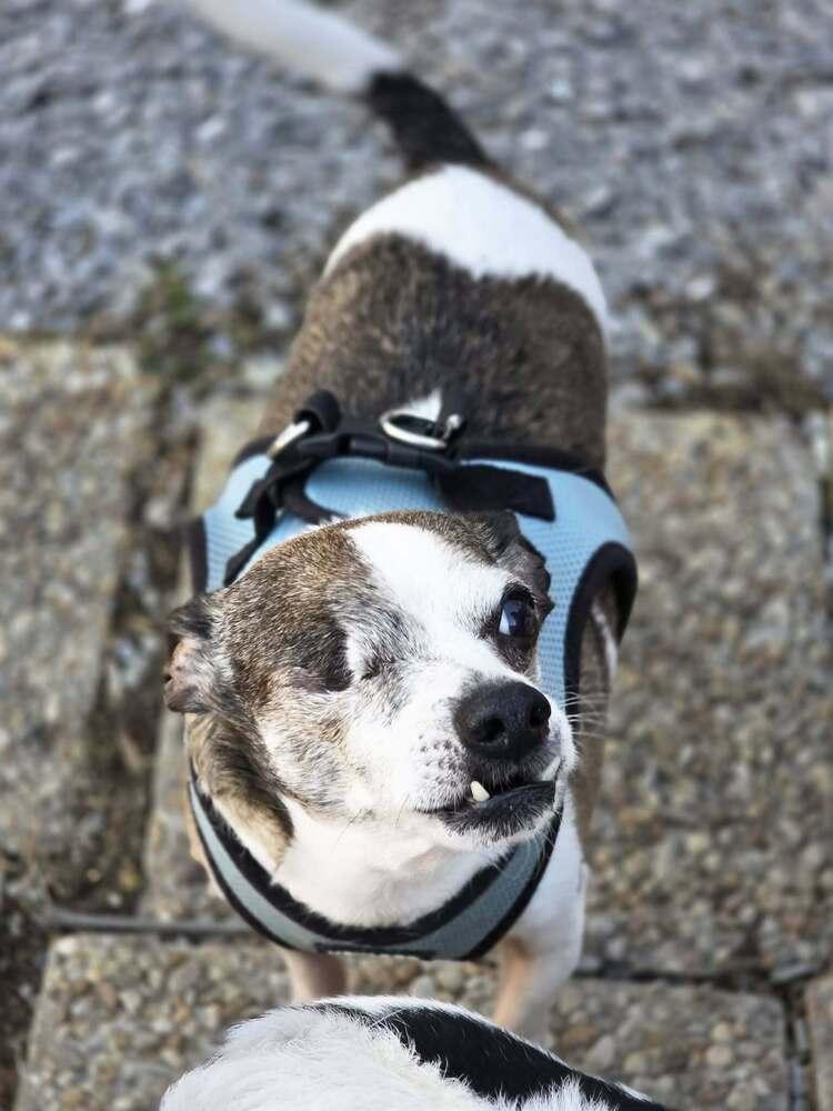 Enlarge Norman, a Adoptable Chihuahua in Chattanooga, TN image 2/4