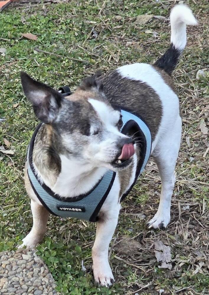 Enlarge Norman, a Adoptable Chihuahua in Chattanooga, TN image 4/4