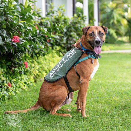 Sunny — thumbnail 3