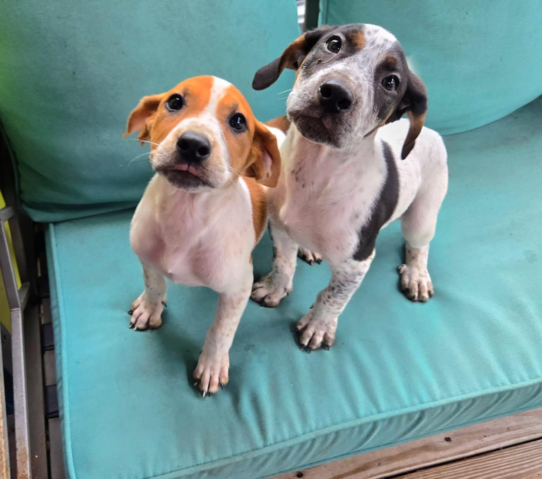Enlarge Scarlett O'Hound, a ADOPTABLE mixed breed in New Orleans, LA image 3/5
