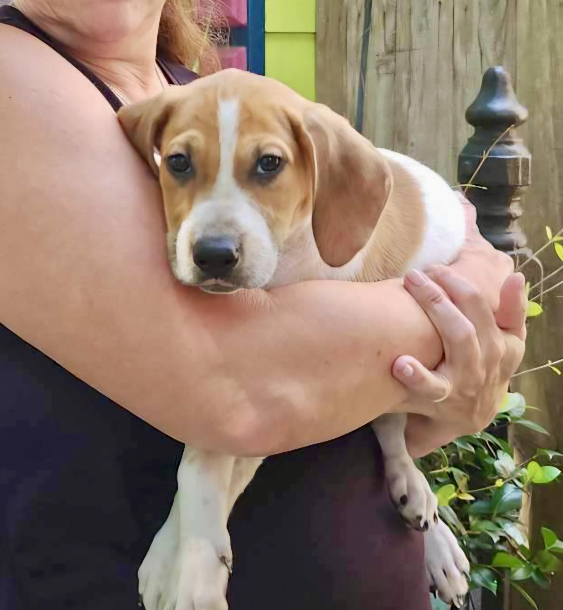 Enlarge Scarlett O'Hound, a ADOPTABLE mixed breed in New Orleans, LA image 4/5
