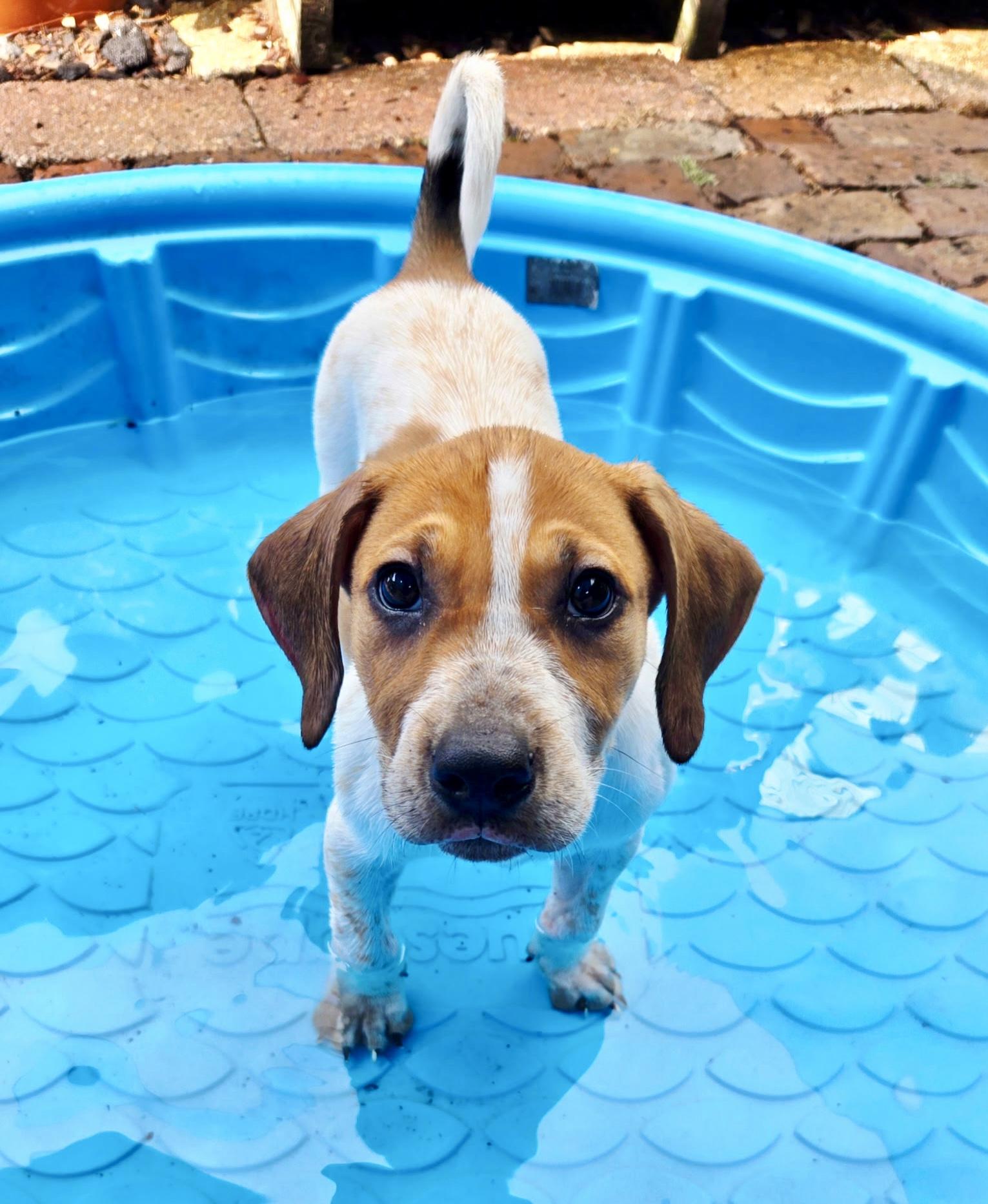 Enlarge Scarlett O'Hound, a ADOPTABLE mixed breed in New Orleans, LA image 1/5
