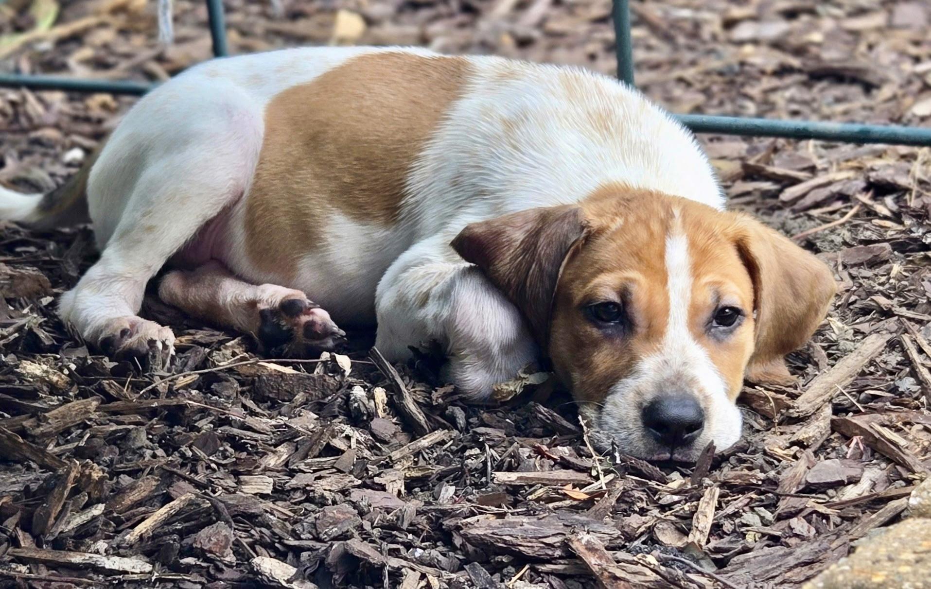 Enlarge Scarlett O'Hound, a ADOPTABLE mixed breed in New Orleans, LA image 5/5